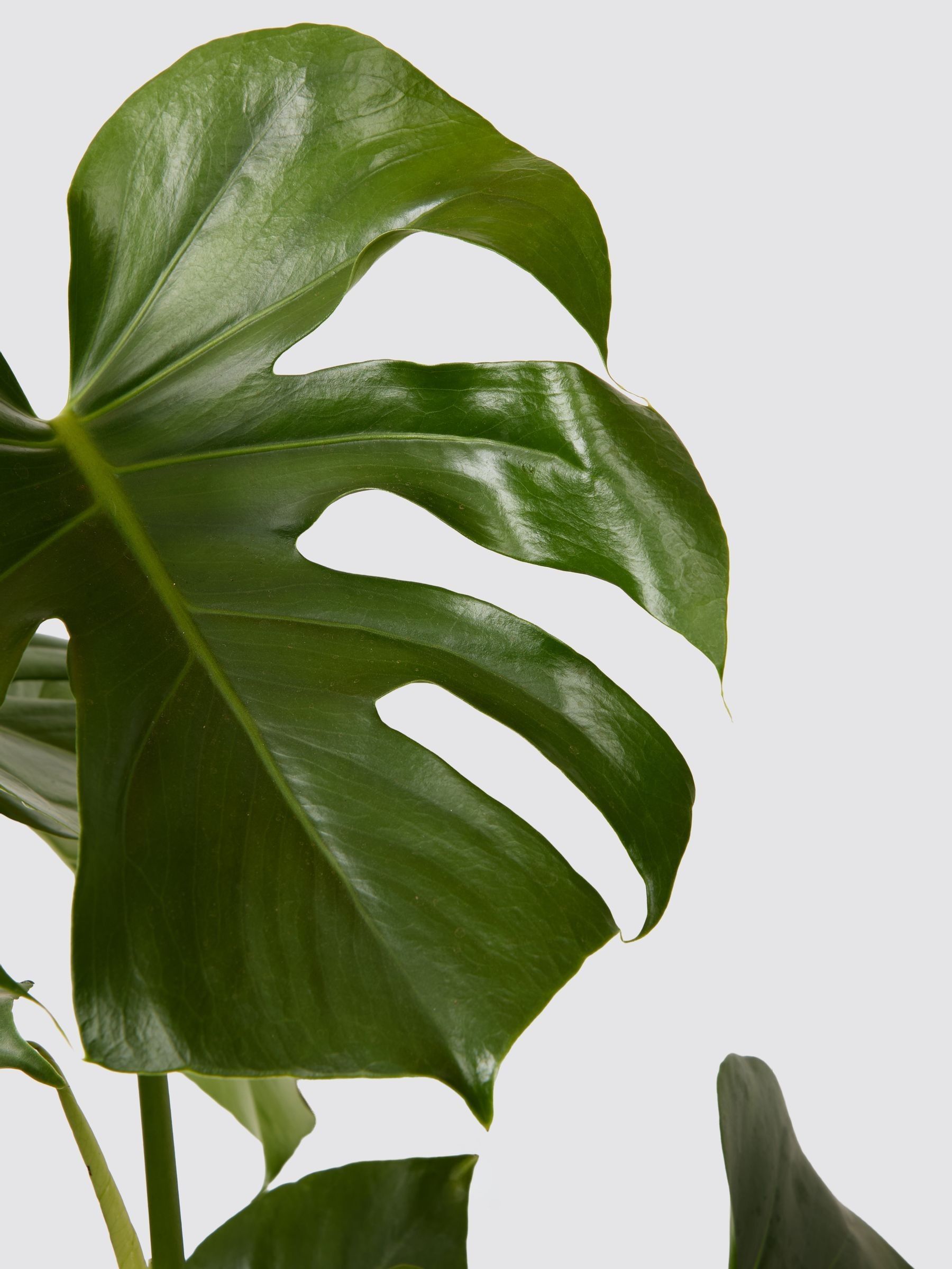 PATCH Green Chaz Monstera Plant Medium In Fracture Pot - Image 3 of 4
