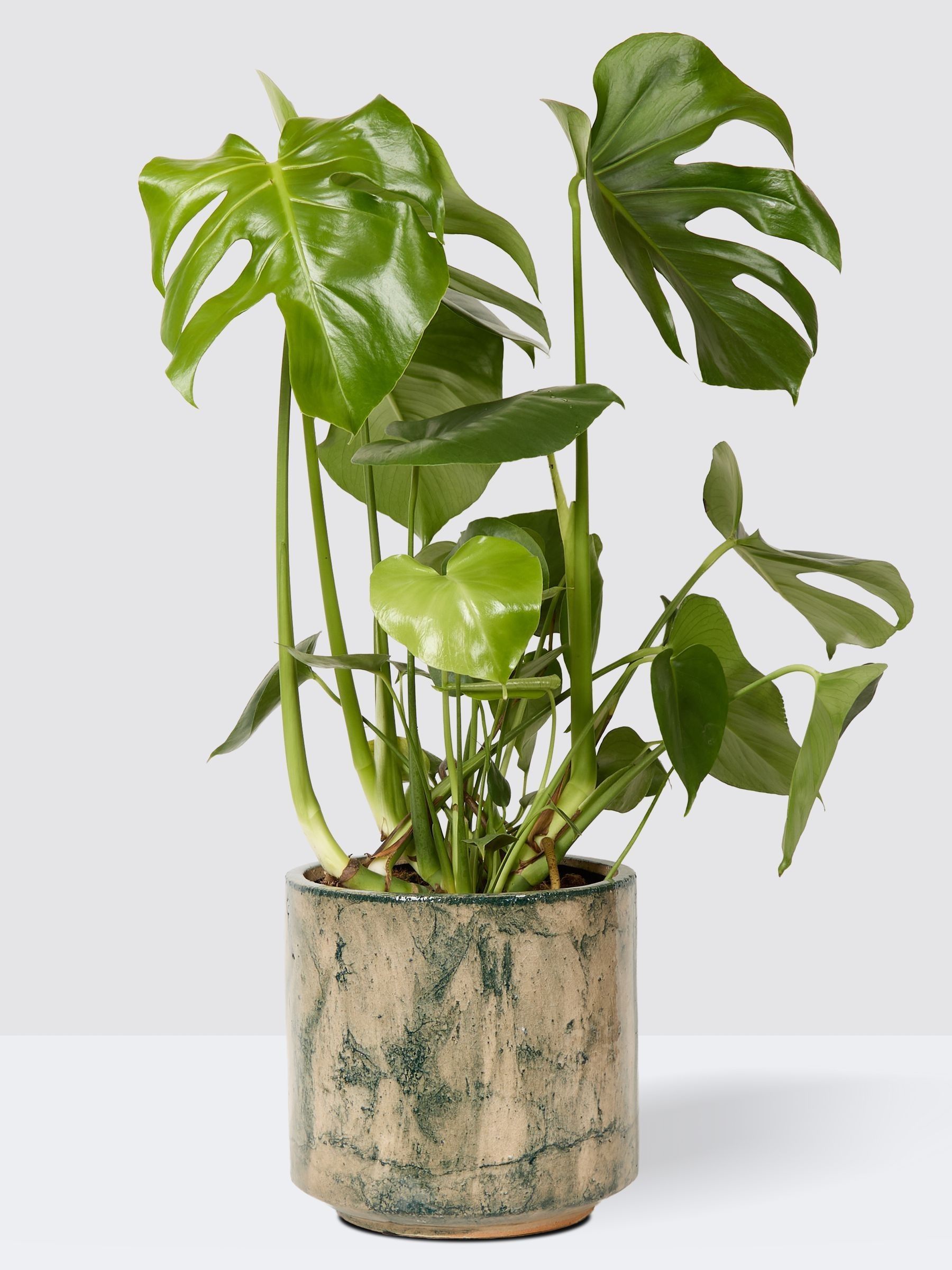 PATCH Green Chaz Monstera Plant Medium In Fracture Pot - Image 4 of 4