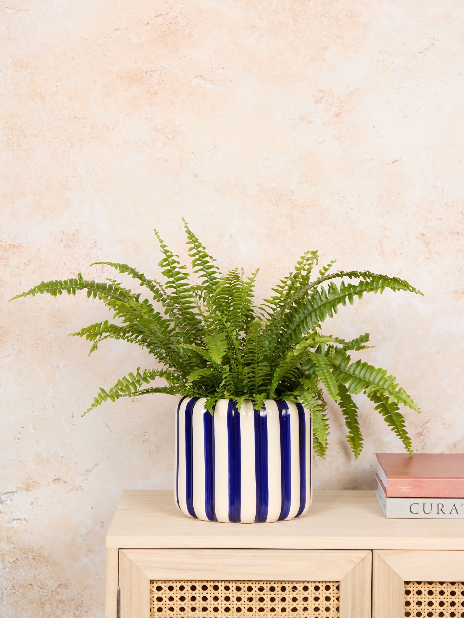 PATCH Cobalt Bertie Boston Fern Plant In 'Striped' Pot - Image 1 of 4 PATCH Cobalt Bertie Boston Fern Plant In 'Striped' Pot - Image 1 of 4