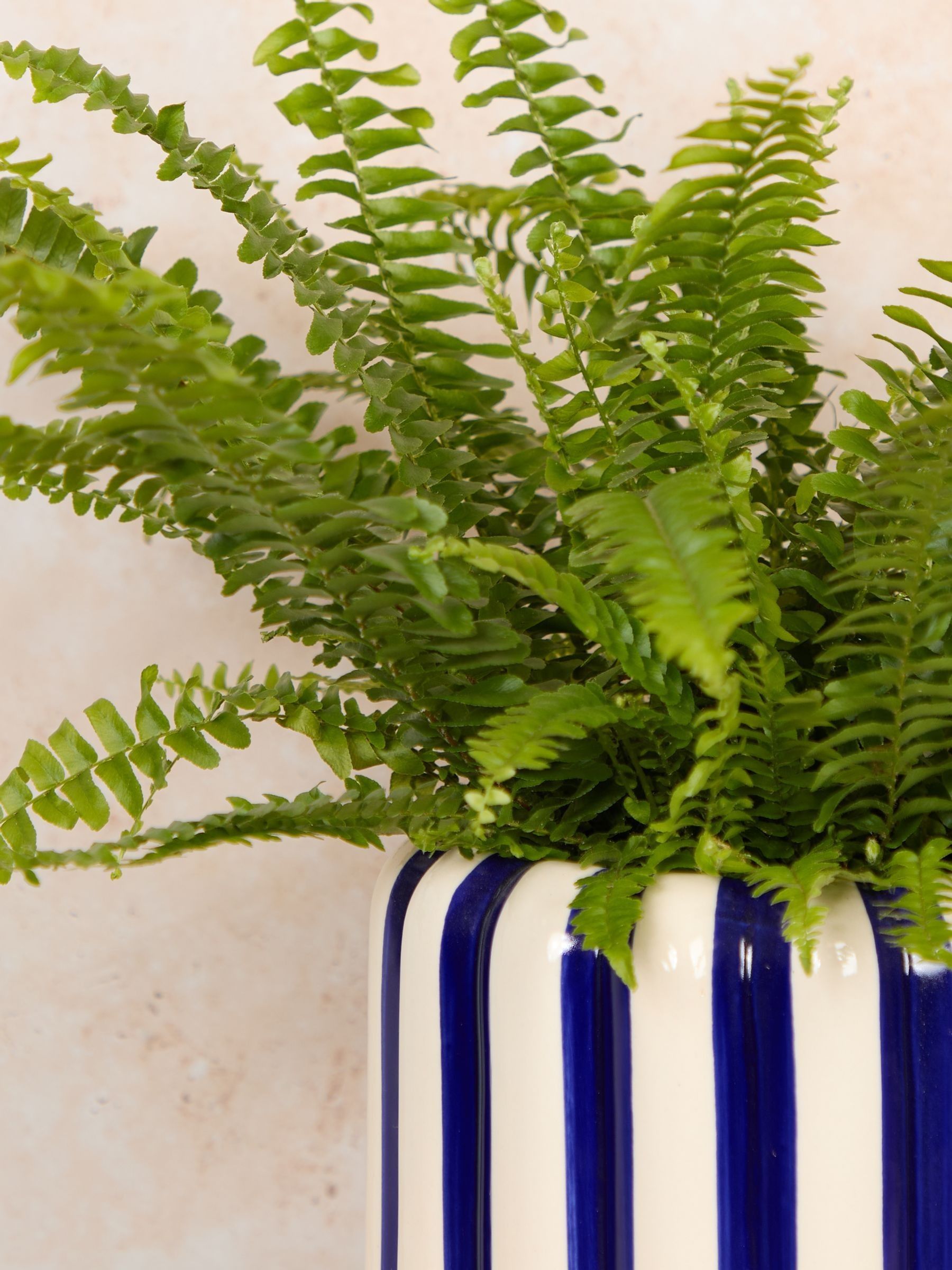 PATCH Cobalt Bertie Boston Fern Plant In 'Striped' Pot - Image 2 of 4 PATCH Cobalt Bertie Boston Fern Plant In 'Striped' Pot - Image 2 of 4