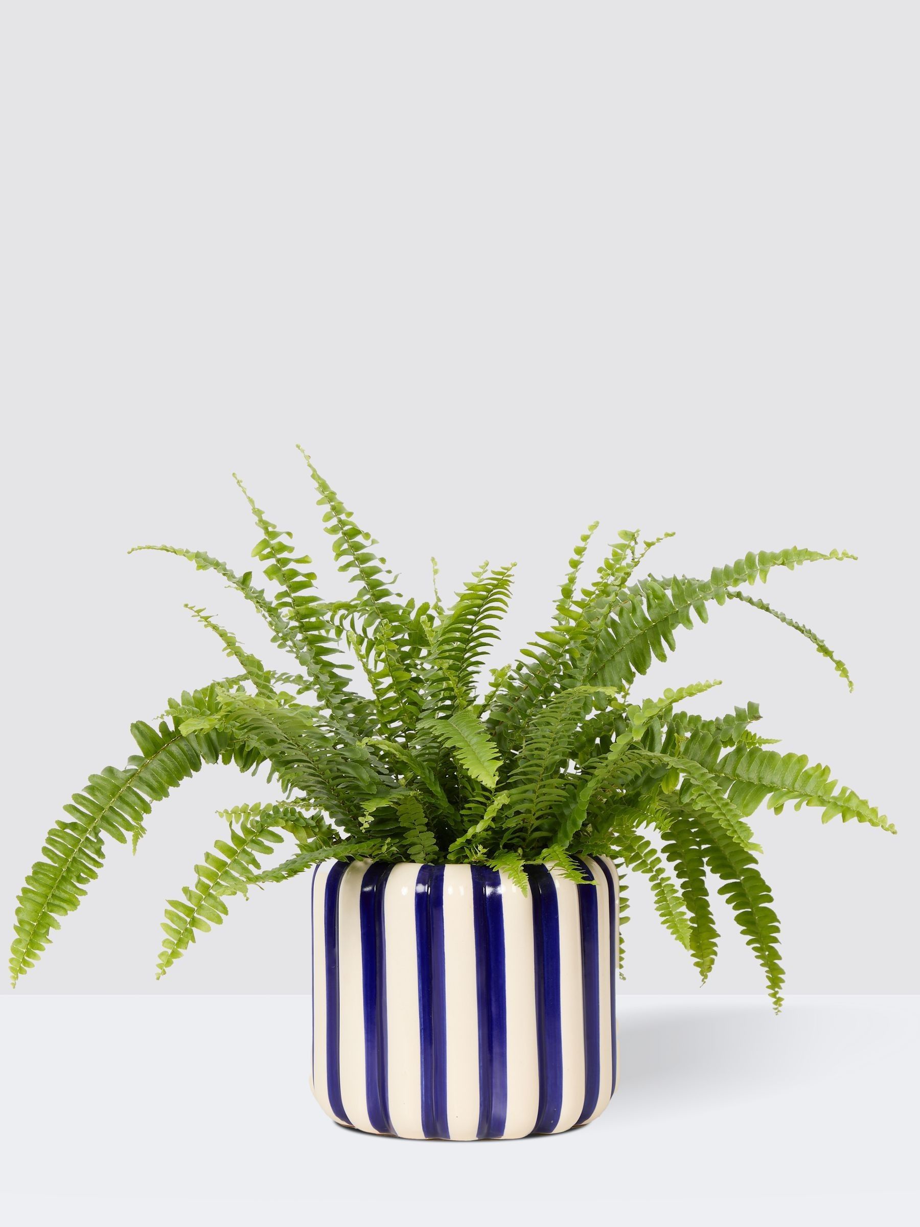 PATCH Cobalt Bertie Boston Fern Plant In 'Striped' Pot - Image 3 of 4