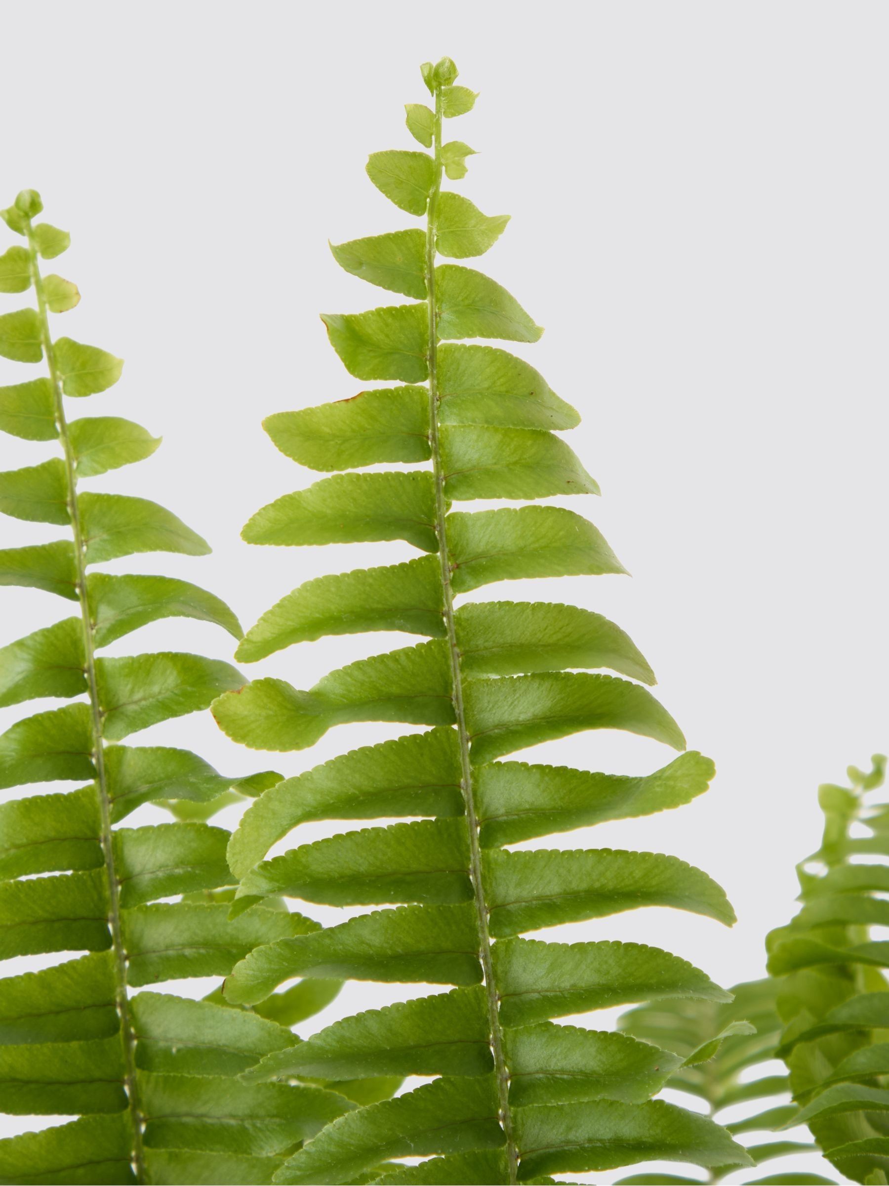 PATCH Cobalt Bertie Boston Fern Plant In 'Striped' Pot - Image 4 of 4 PATCH Cobalt Bertie Boston Fern Plant In 'Striped' Pot - Image 4 of 4