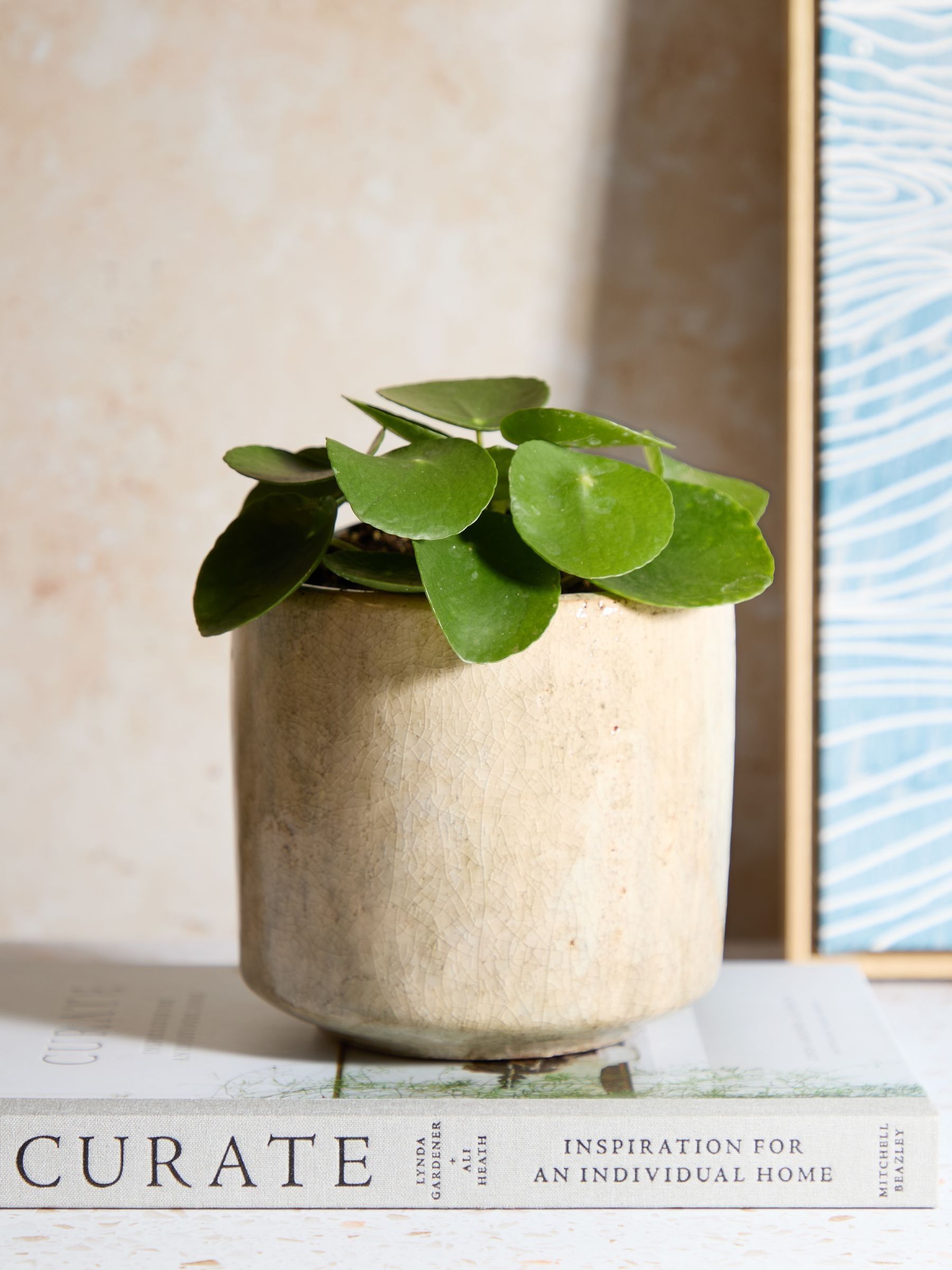 PATCH Stone Penny Chinese Money Plant In Fracture Pot - Image 1 of 4