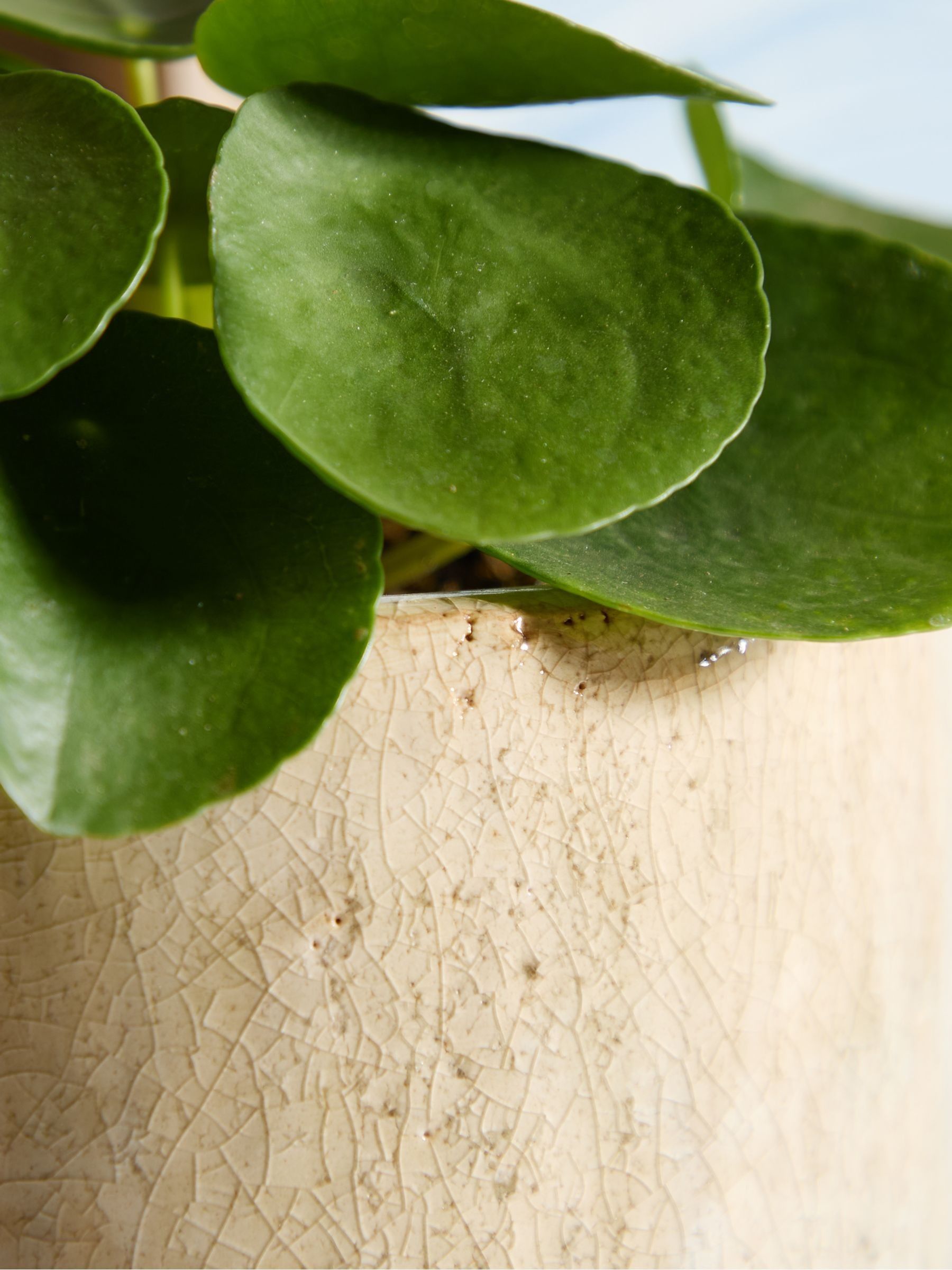 PATCH Stone Penny Chinese Money Plant In Fracture Pot - Image 2 of 4
