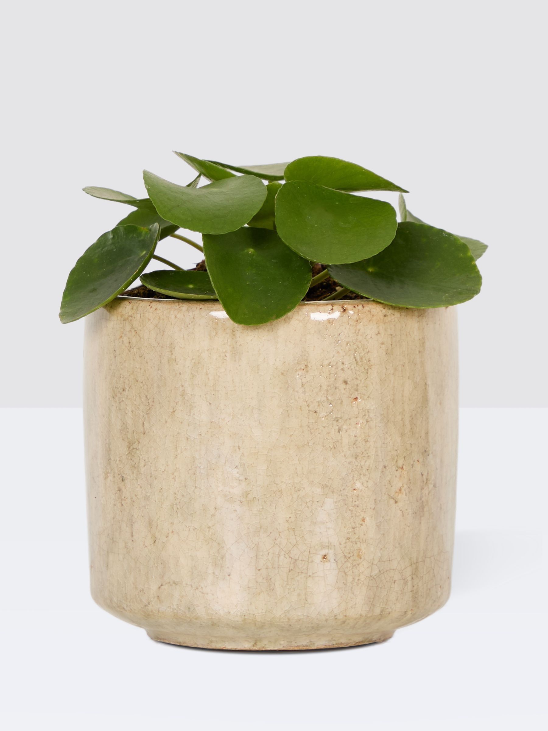 PATCH Stone Penny Chinese Money Plant In Fracture Pot - Image 3 of 4