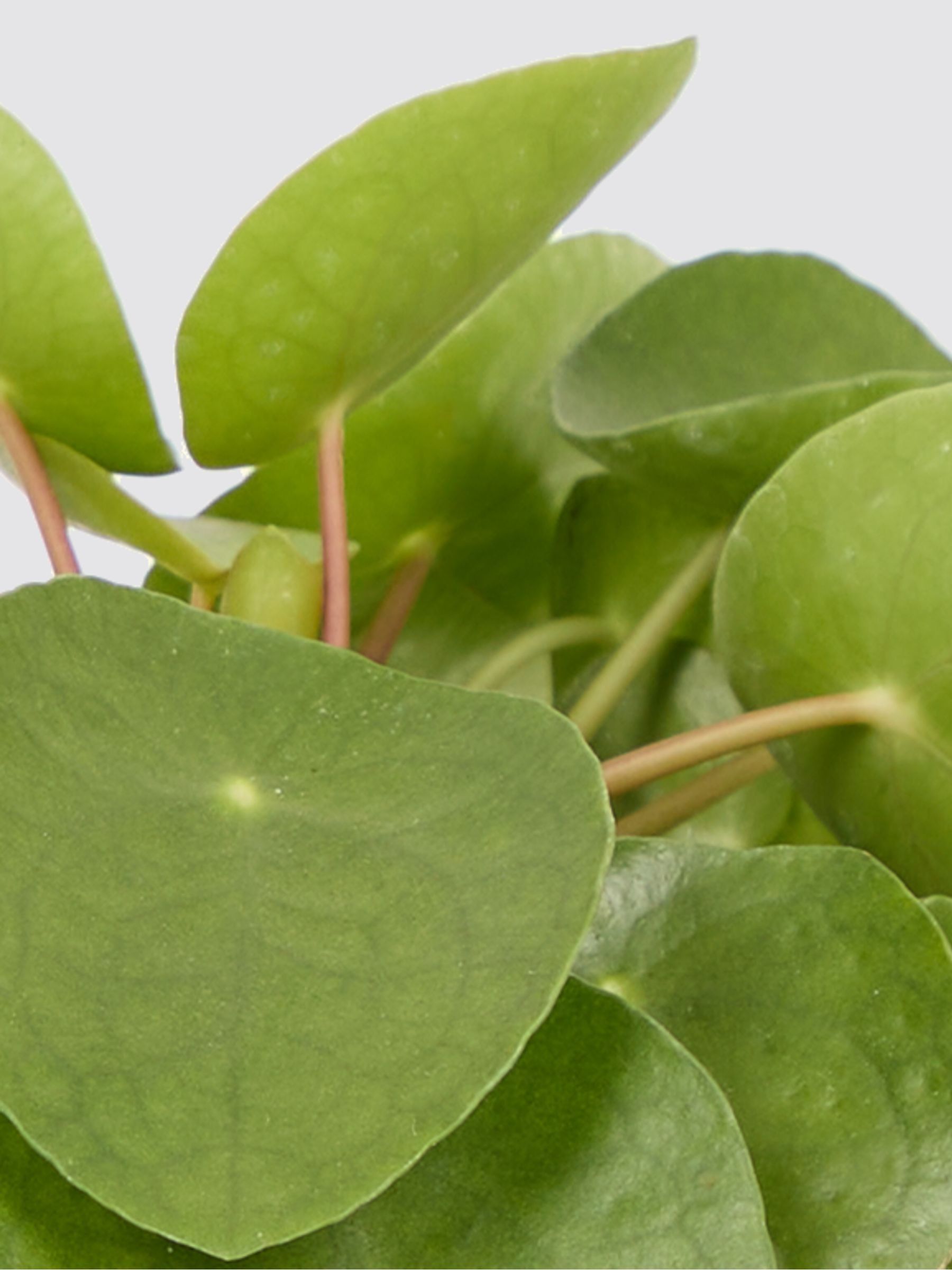 PATCH Stone Penny Chinese Money Plant In Fracture Pot - Image 4 of 4