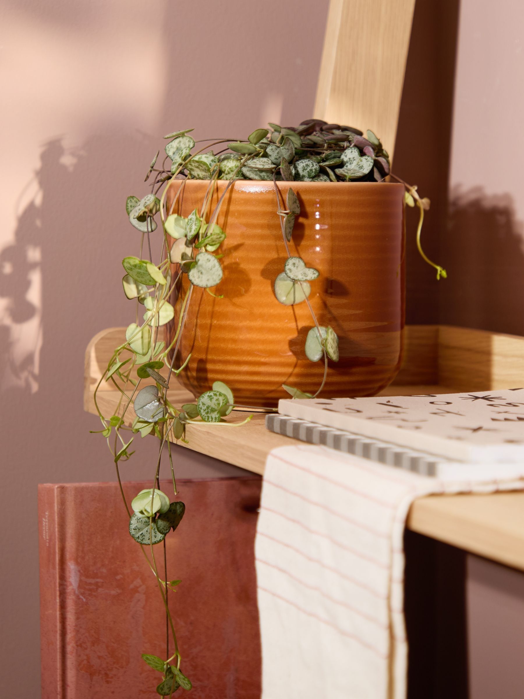 PATCH Rust Peggy String Of Hearts Plant In Ceramic Glazed Pot - Image 1 of 4 PATCH Rust Peggy String Of Hearts Plant In Ceramic Glazed Pot - Image 1 of 4