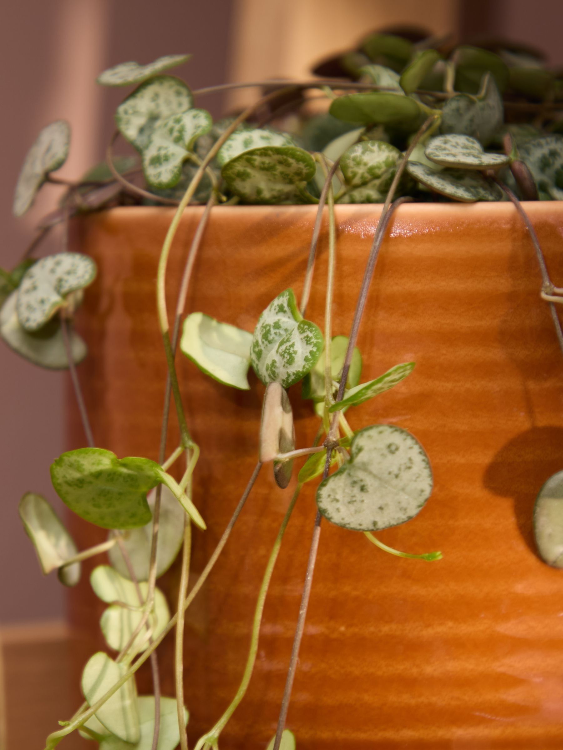 PATCH Rust Peggy String Of Hearts Plant In Ceramic Glazed Pot - Image 2 of 4