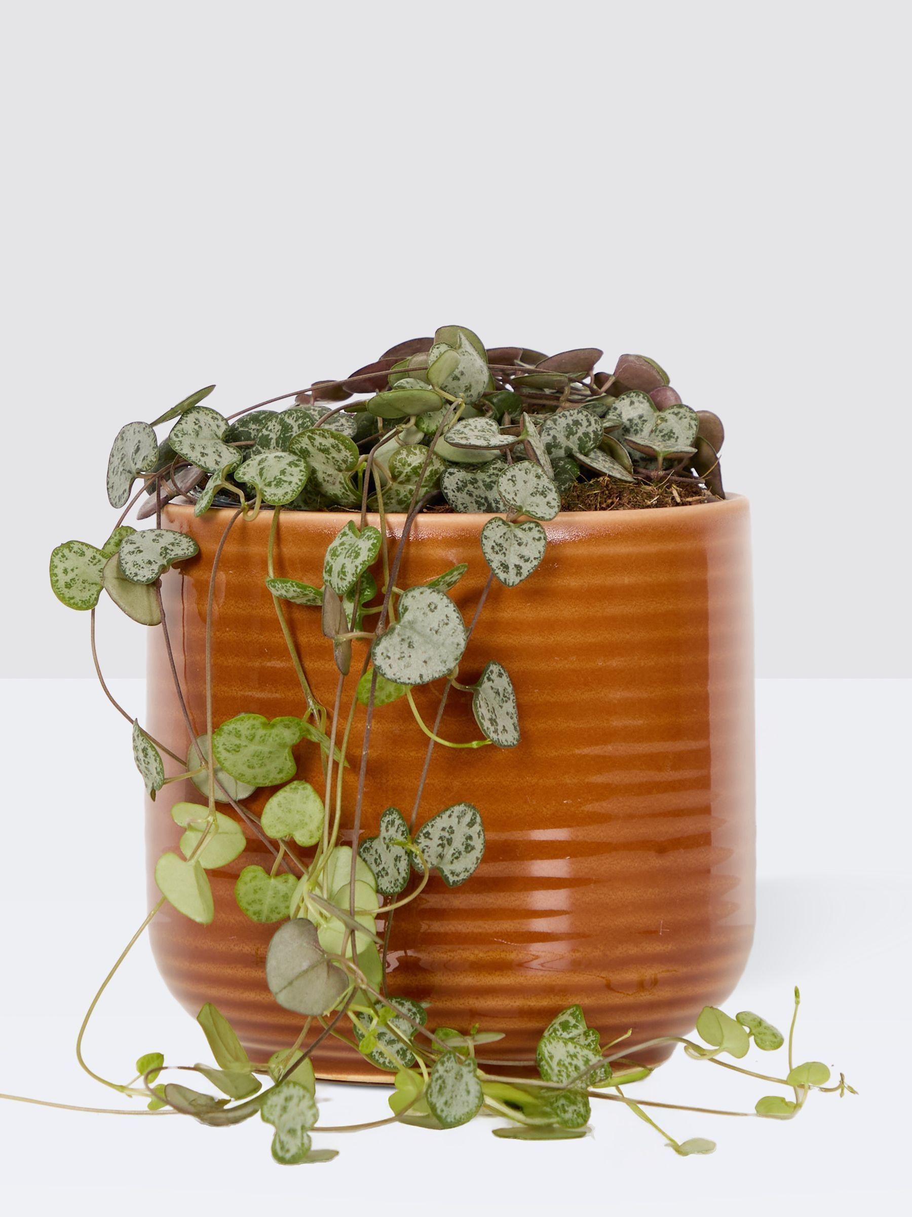 PATCH Rust Peggy String Of Hearts Plant In Ceramic Glazed Pot - Image 3 of 4