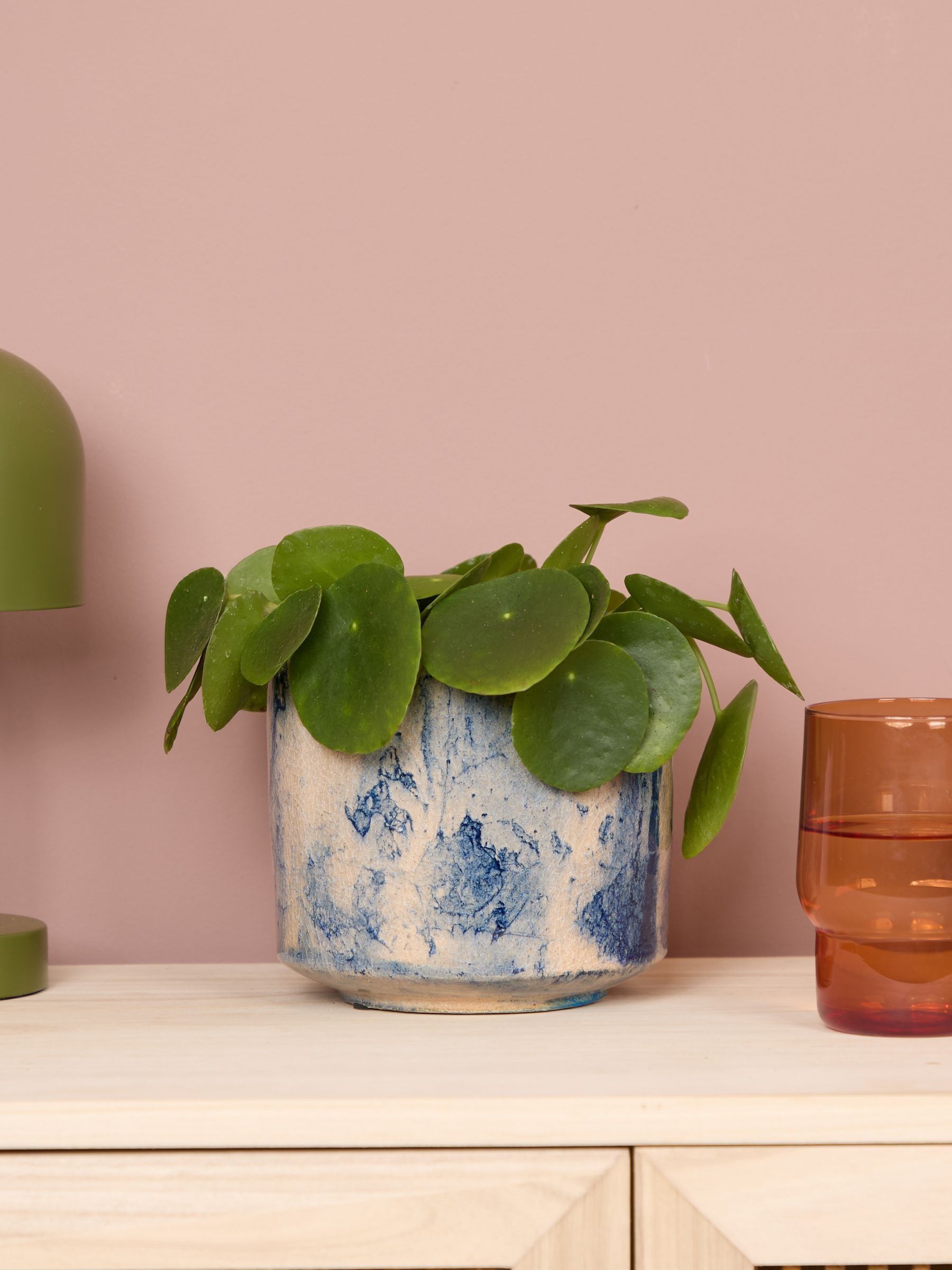 PATCH Blue Penny Chinese Money Plant In Fracture Pot - Image 1 of 4