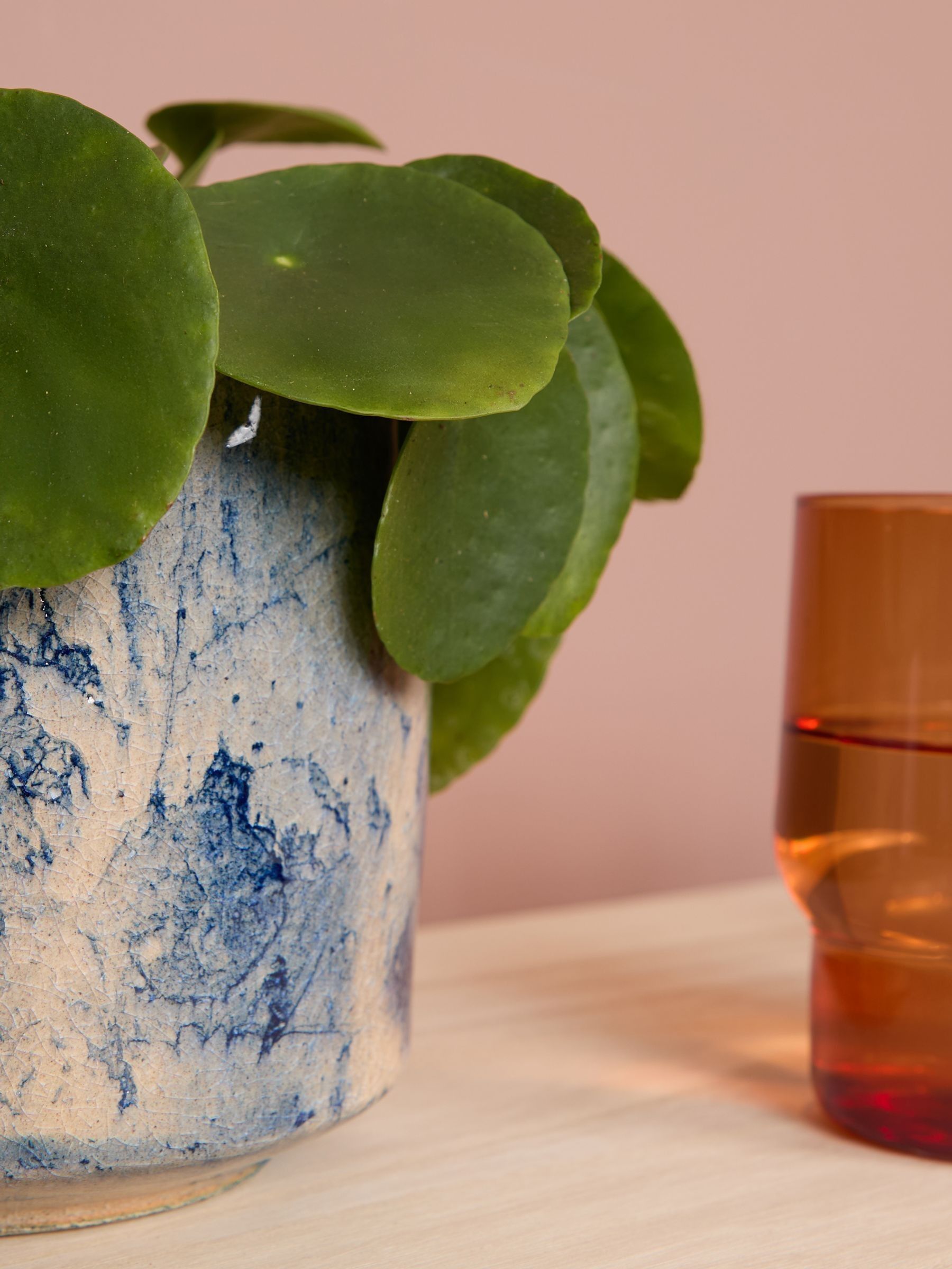 PATCH Blue Penny Chinese Money Plant In Fracture Pot - Image 2 of 4