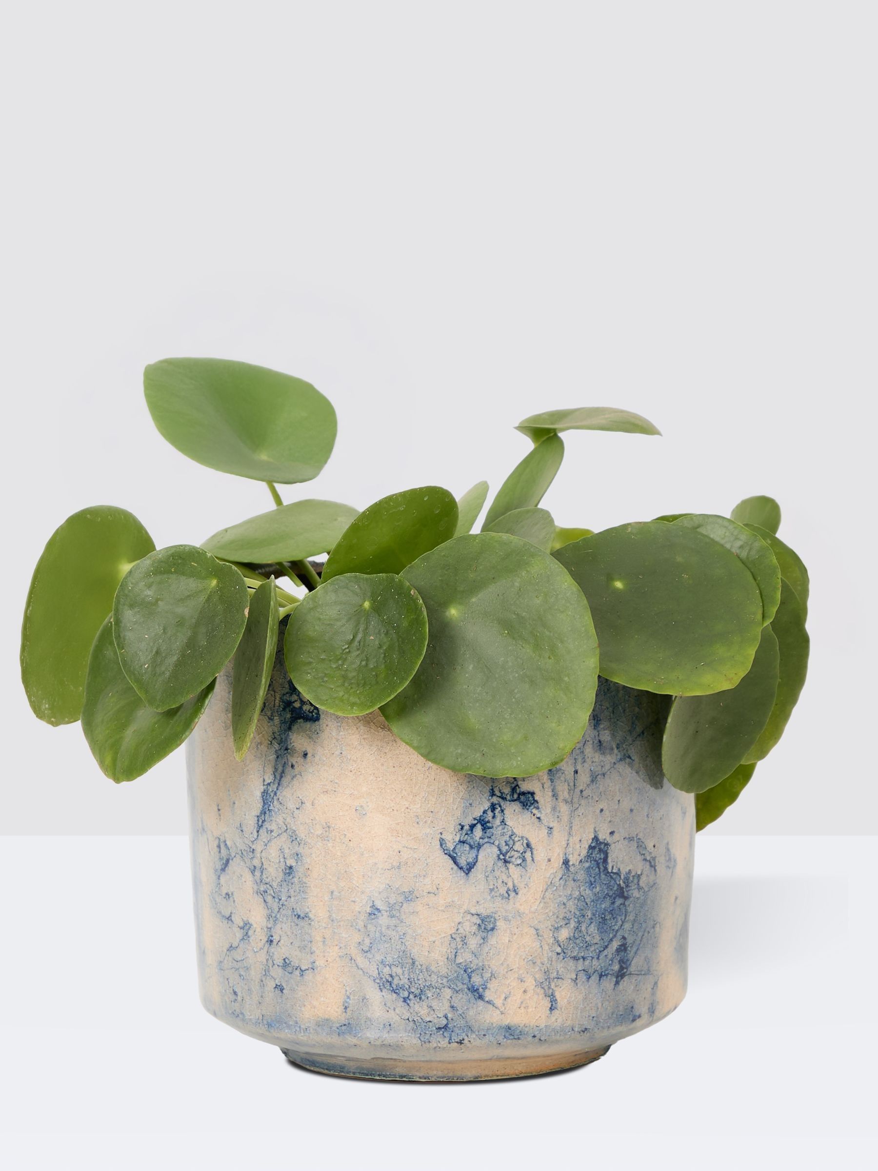 PATCH Blue Penny Chinese Money Plant In Fracture Pot - Image 3 of 4