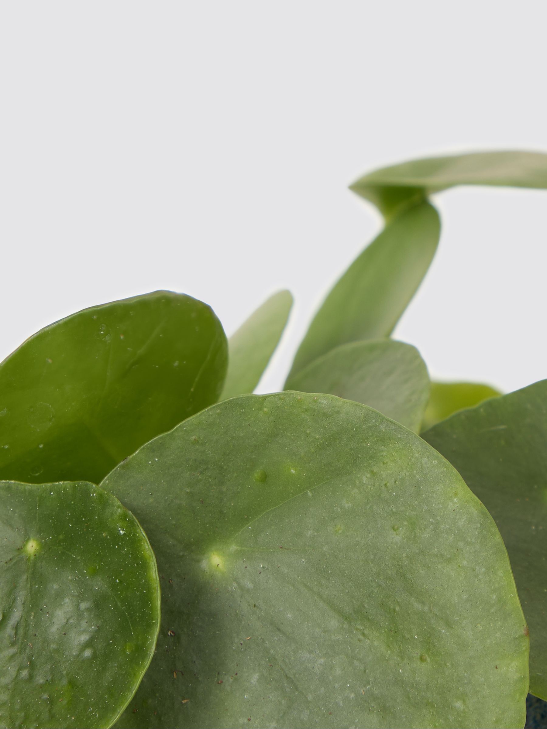 PATCH Blue Penny Chinese Money Plant In Fracture Pot - Image 4 of 4