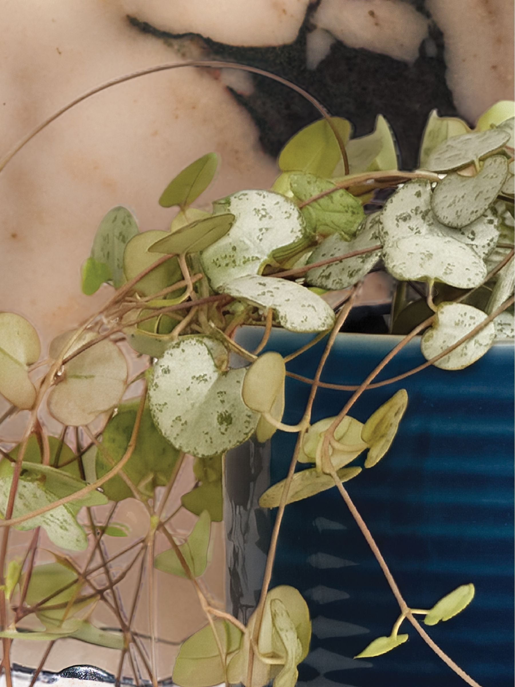 PATCH Blue Peggy String Of Hearts Plant In Ceramic Glazed Pot - Image 2 of 4
