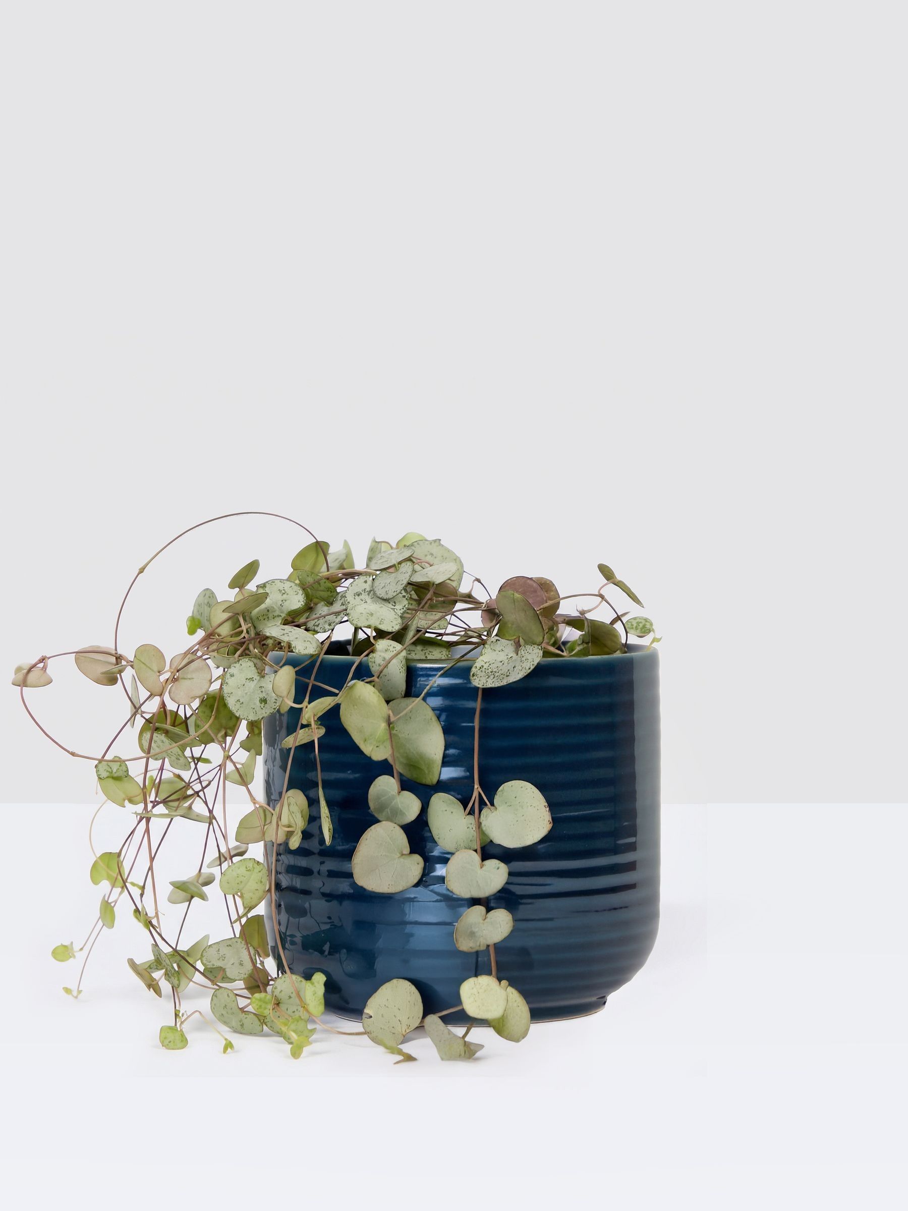 PATCH Blue Peggy String Of Hearts Plant In Ceramic Glazed Pot - Image 3 of 4