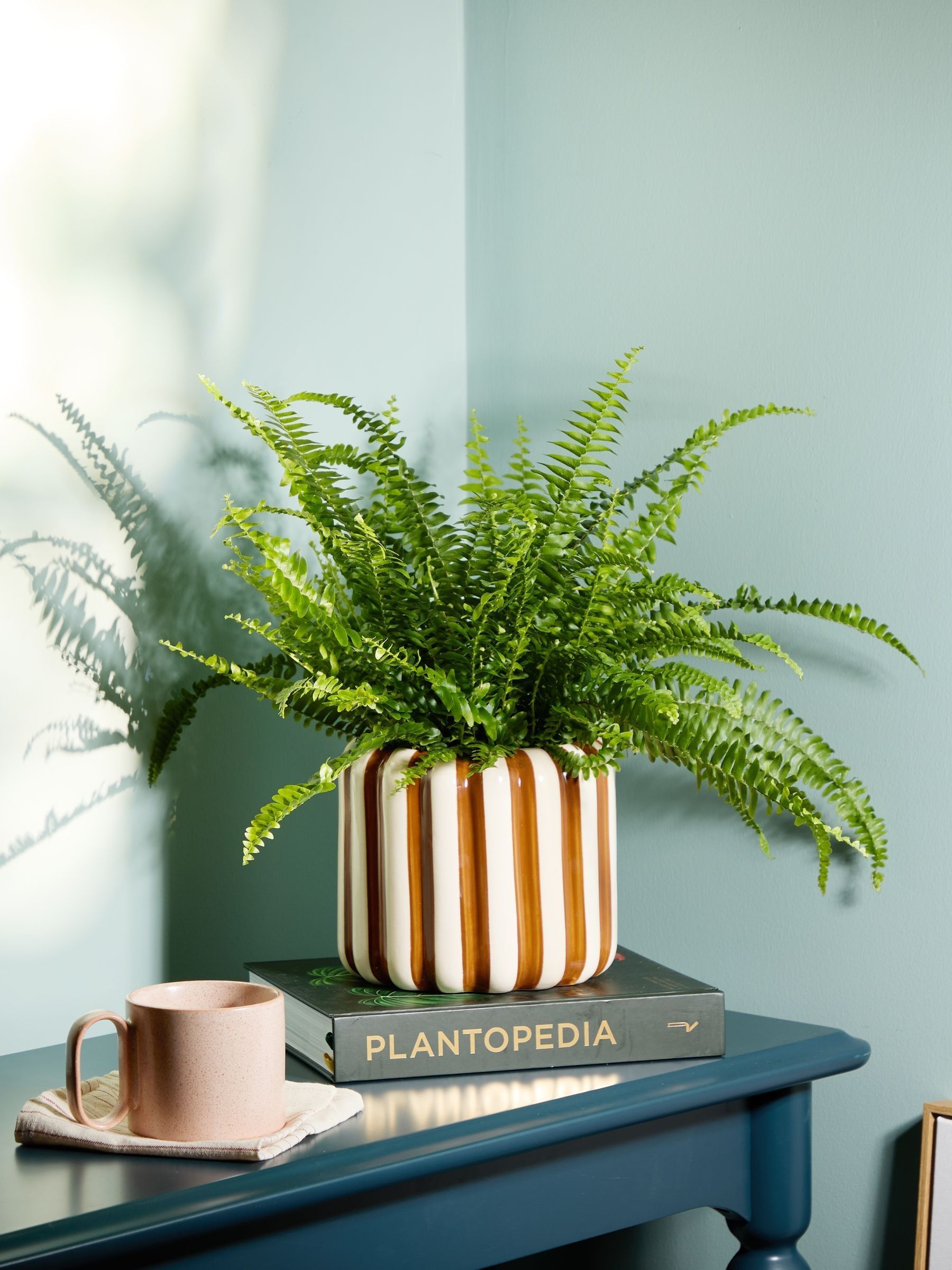PATCH Brown Bertie Boston Fern Plant In 'Striped' Pot - Image 1 of 4 PATCH Brown Bertie Boston Fern Plant In 'Striped' Pot - Image 1 of 4