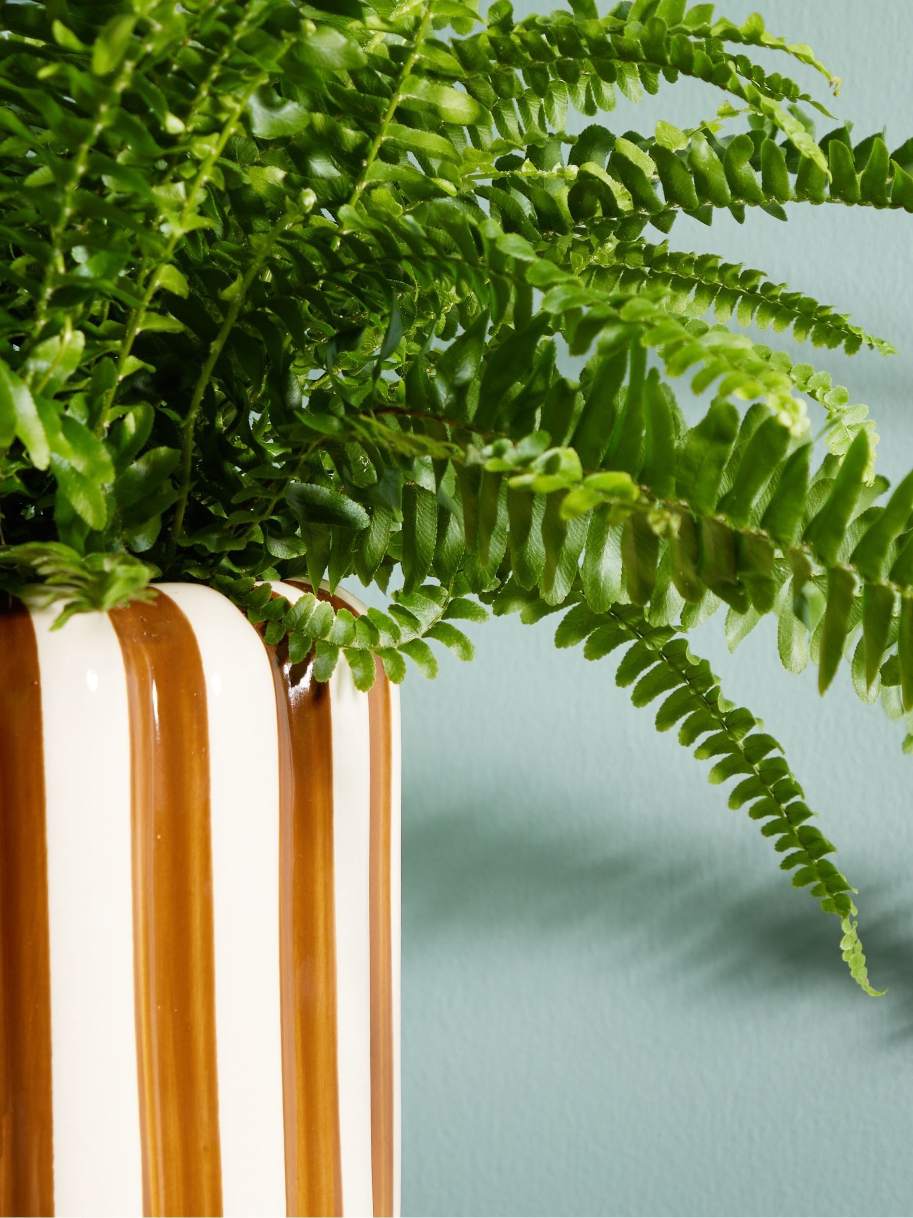 PATCH Brown Bertie Boston Fern Plant In 'Striped' Pot - Image 2 of 4