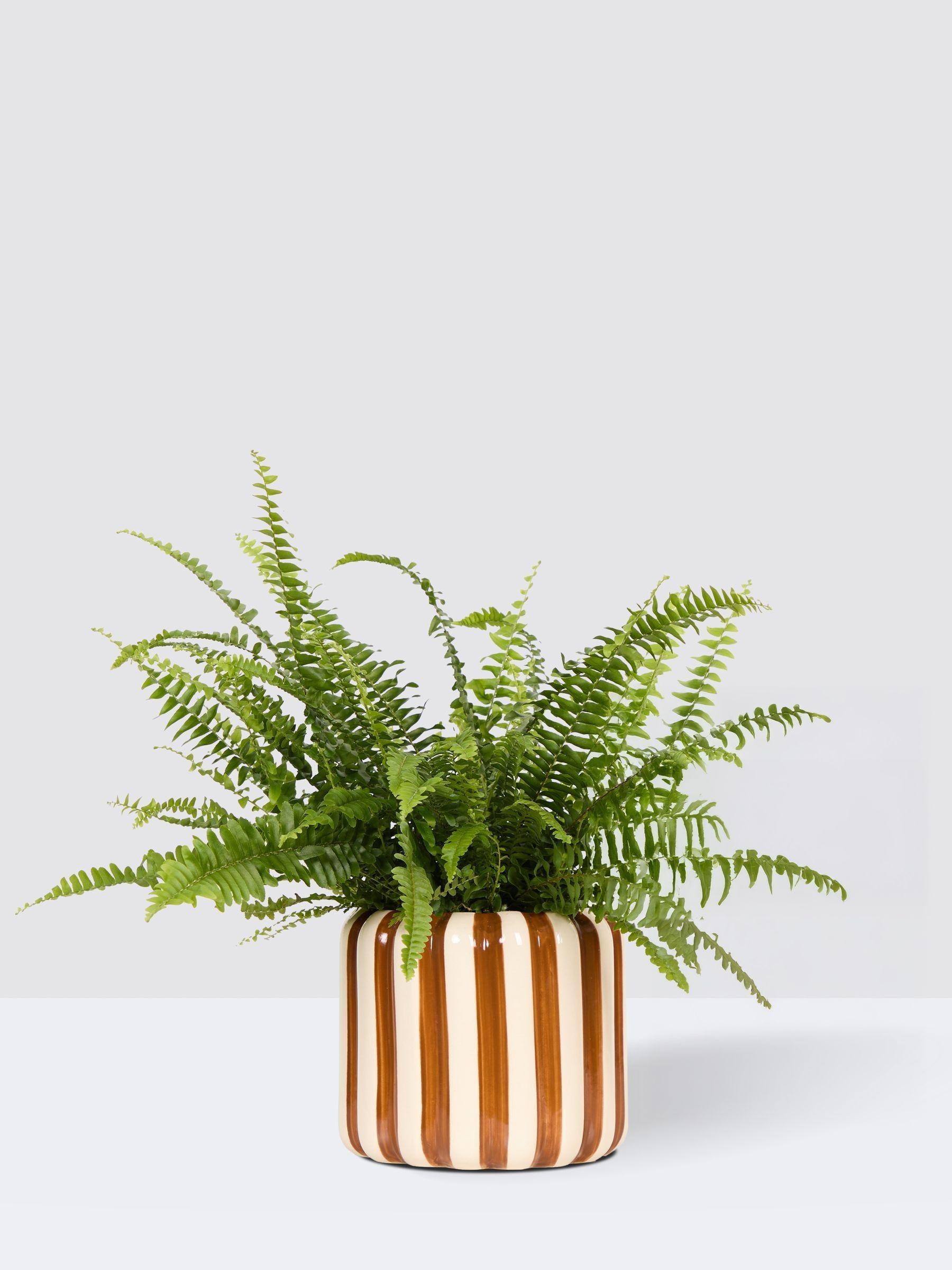 PATCH Brown Bertie Boston Fern Plant In 'Striped' Pot - Image 3 of 4