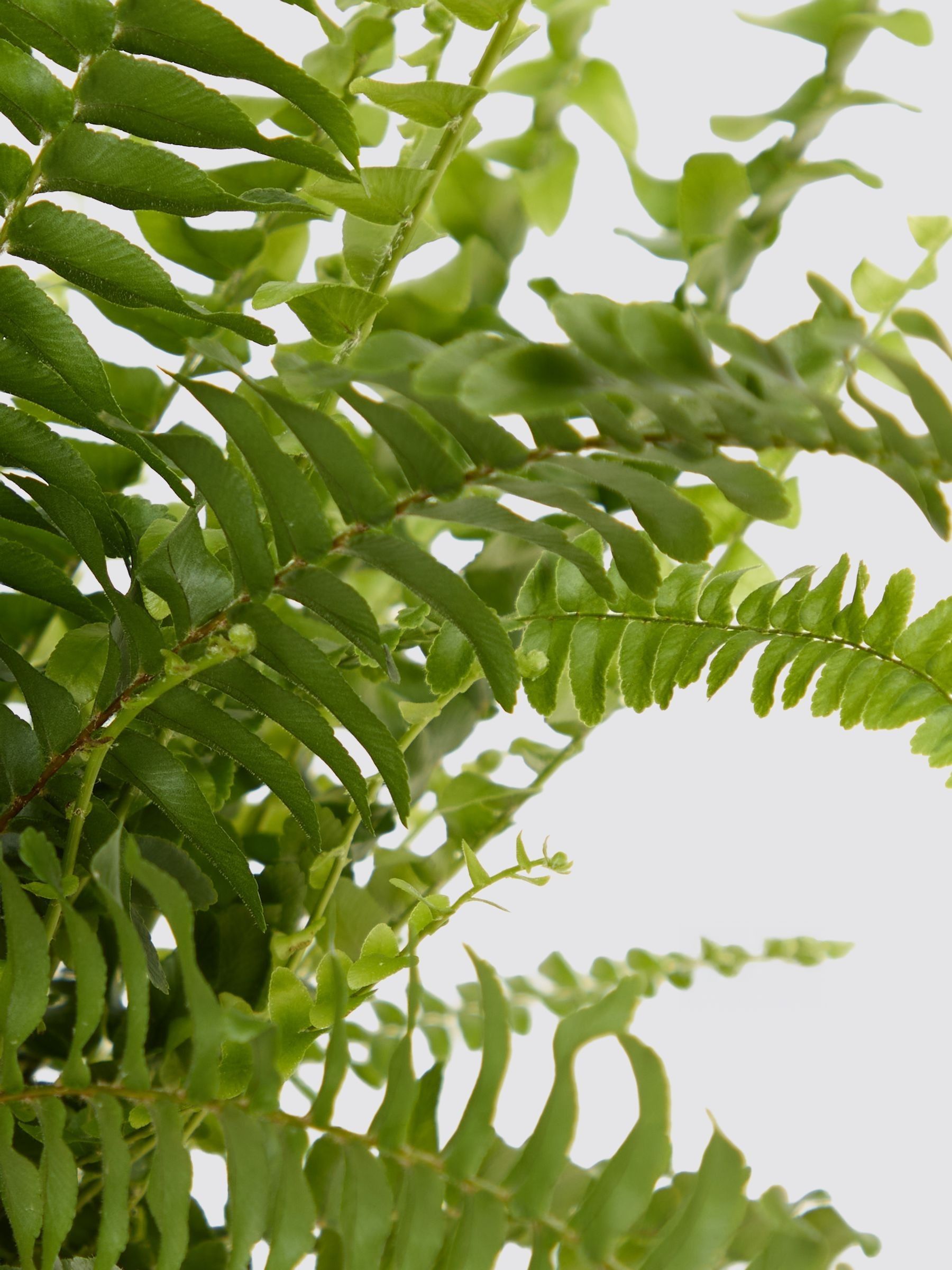PATCH Brown Bertie Boston Fern Plant In 'Striped' Pot - Image 4 of 4 PATCH Brown Bertie Boston Fern Plant In 'Striped' Pot - Image 4 of 4