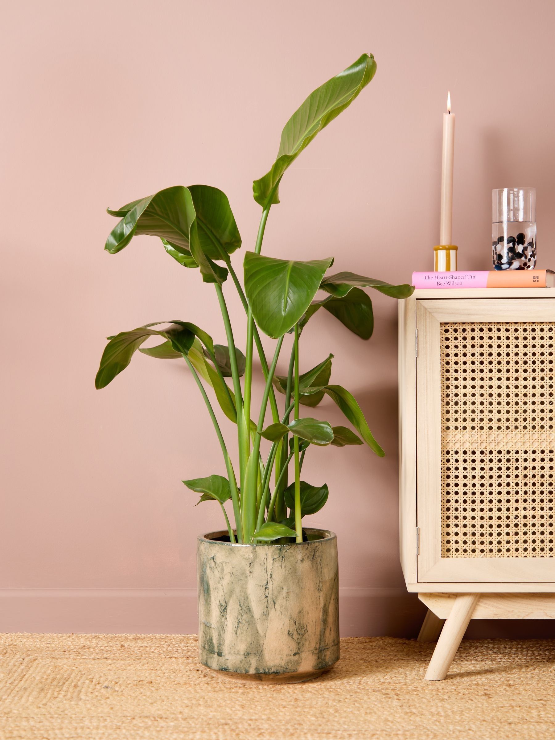 PATCH Green Nicolau Wild Banana Plant (Medium) In Fracture Pot - Image 1 of 4