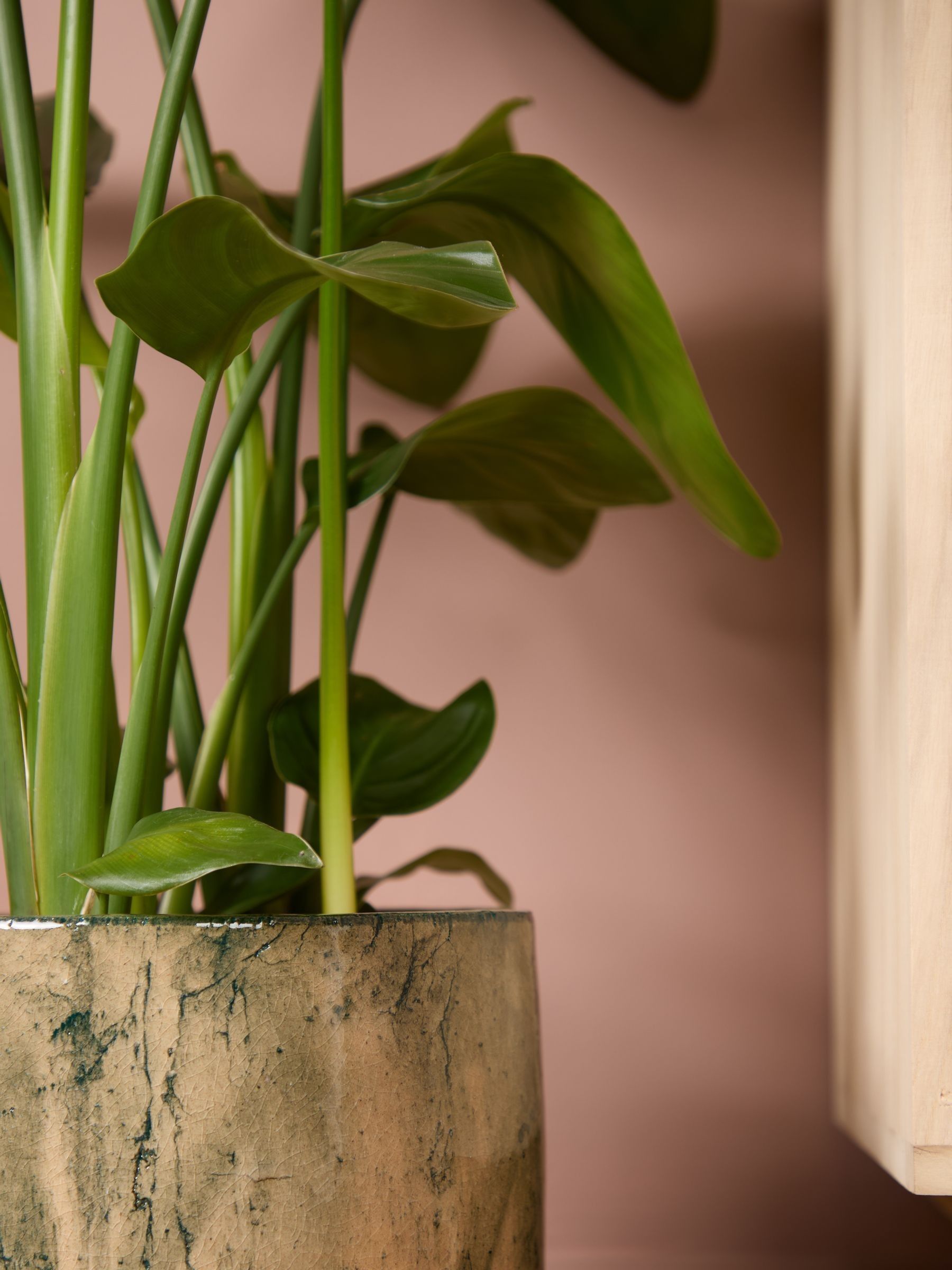 PATCH Green Nicolau Wild Banana Plant (Medium) In Fracture Pot - Image 2 of 4