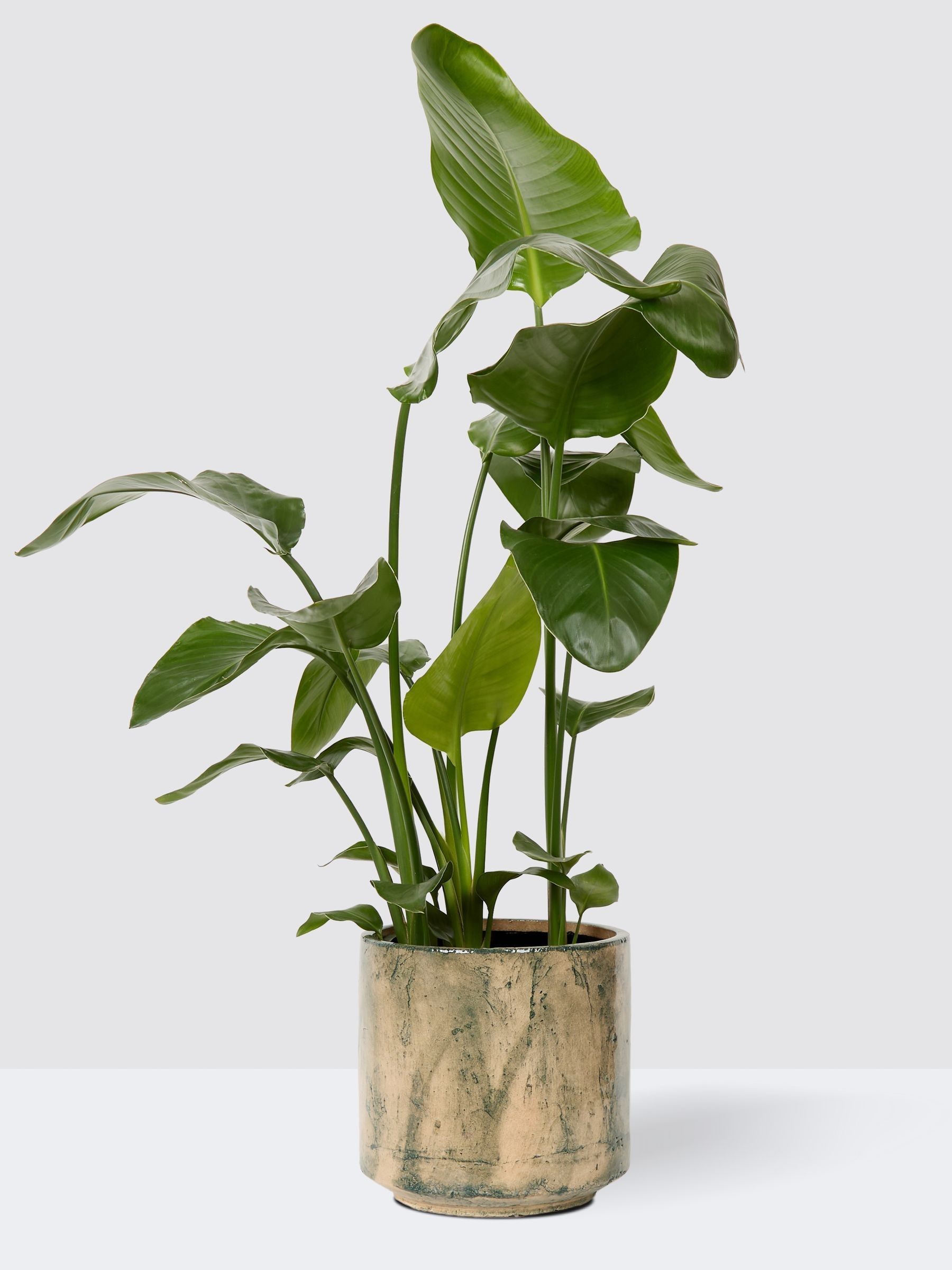 PATCH Green Nicolau Wild Banana Plant (Medium) In Fracture Pot - Image 3 of 4