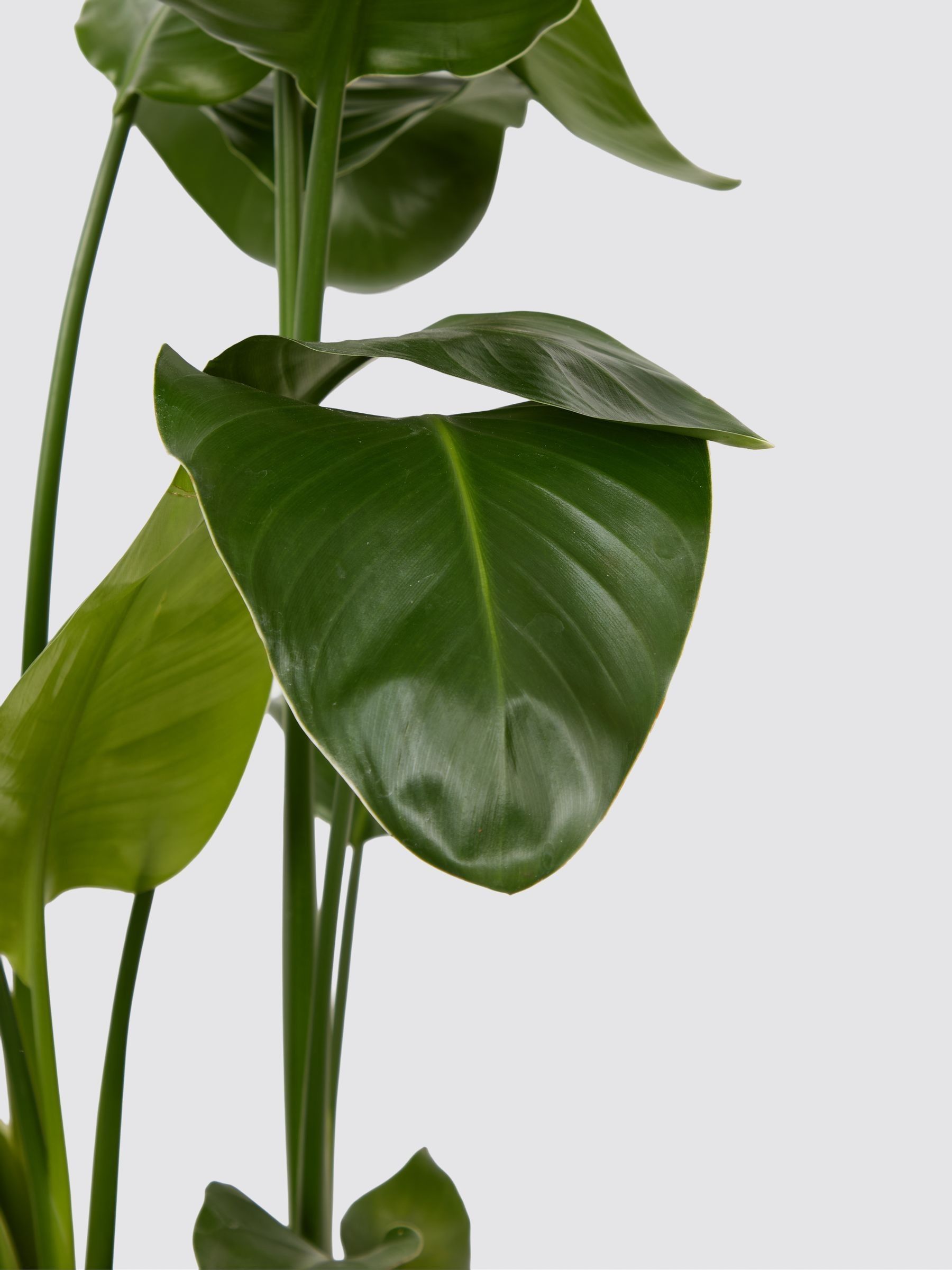 PATCH Green Nicolau Wild Banana Plant (Medium) In Fracture Pot - Image 4 of 4
