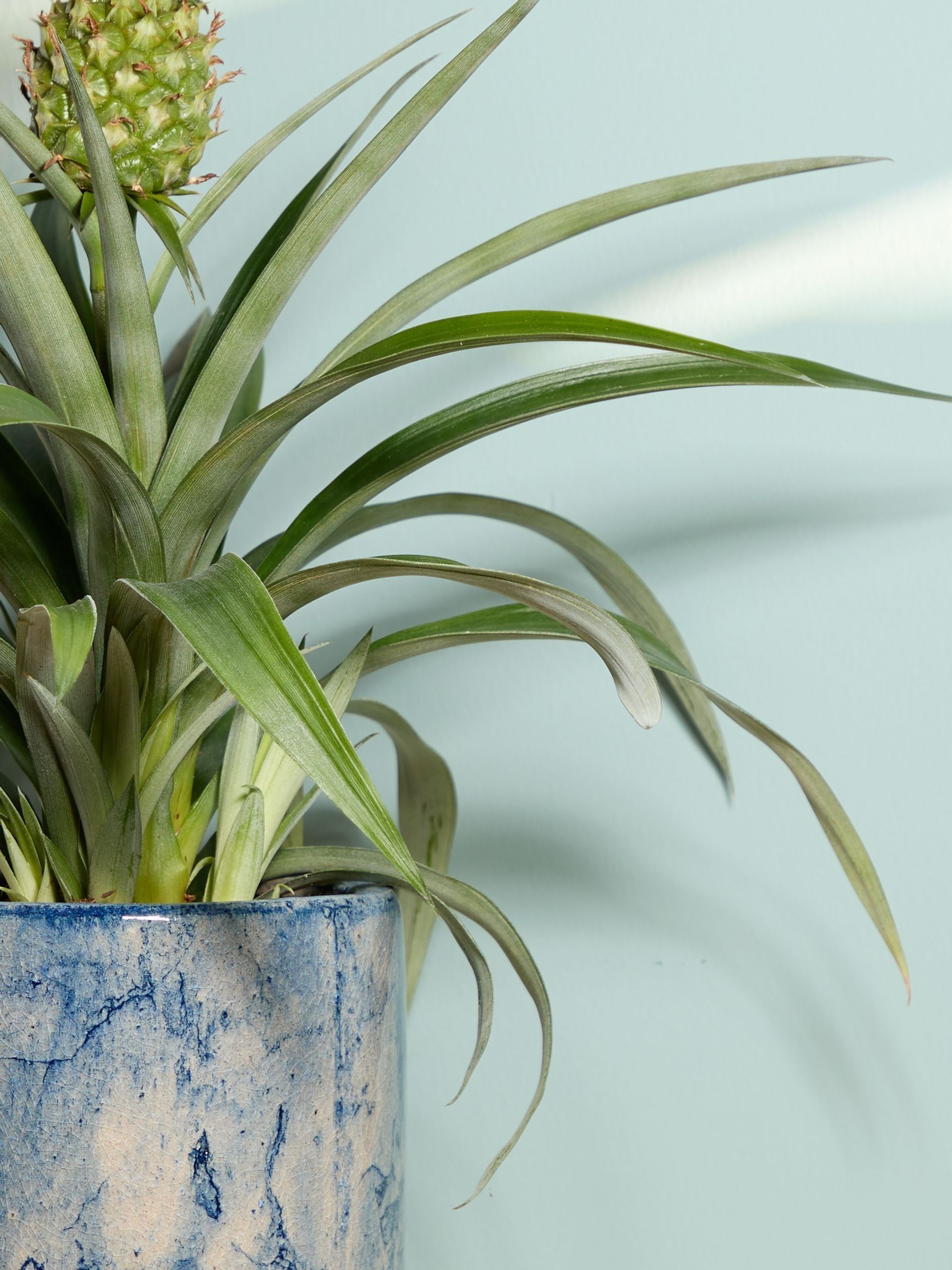 PATCH Blue Pina Pineapple Plant In Fracture Pot - Image 2 of 4