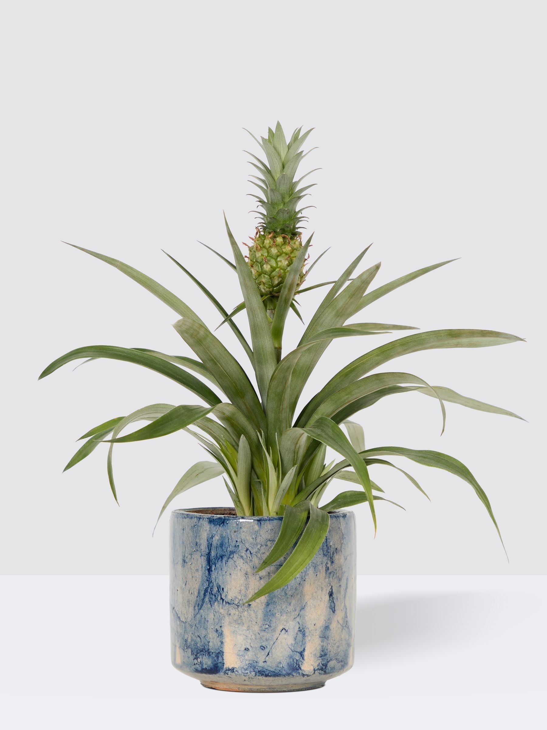 PATCH Blue Pina Pineapple Plant In Fracture Pot - Image 3 of 4