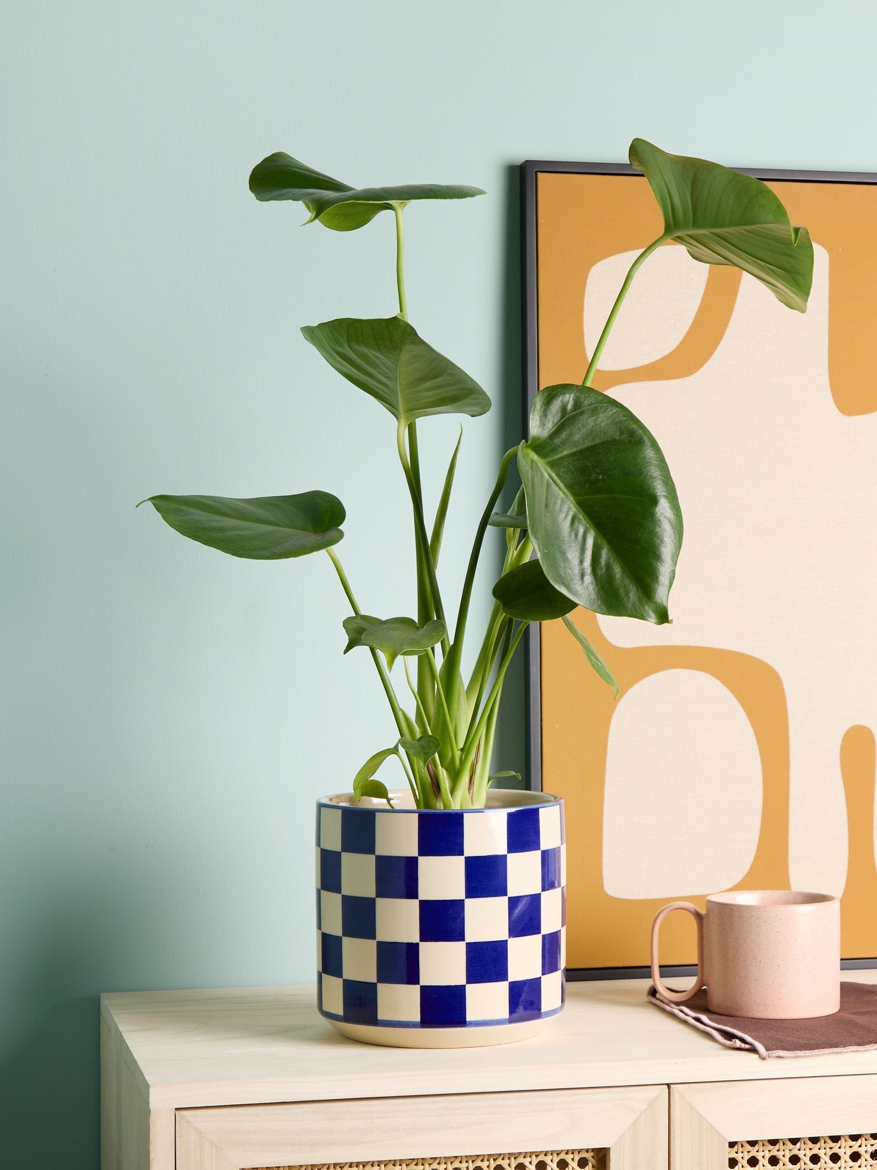 PATCH Cobalt Chaz Monstera Plant In 'Chess' Pot - Image 1 of 4