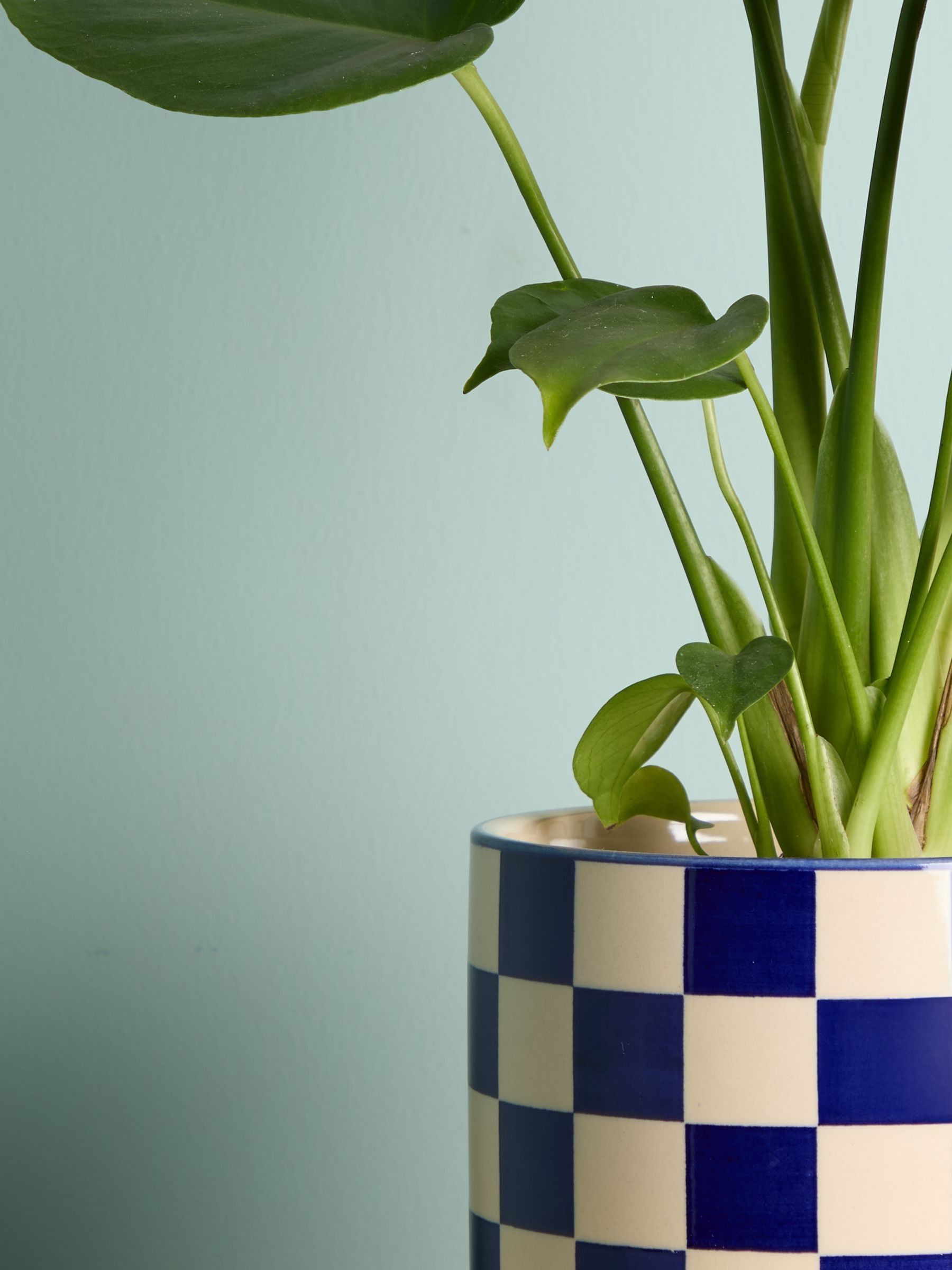 PATCH Cobalt Chaz Monstera Plant In 'Chess' Pot - Image 2 of 4 PATCH Cobalt Chaz Monstera Plant In 'Chess' Pot - Image 2 of 4