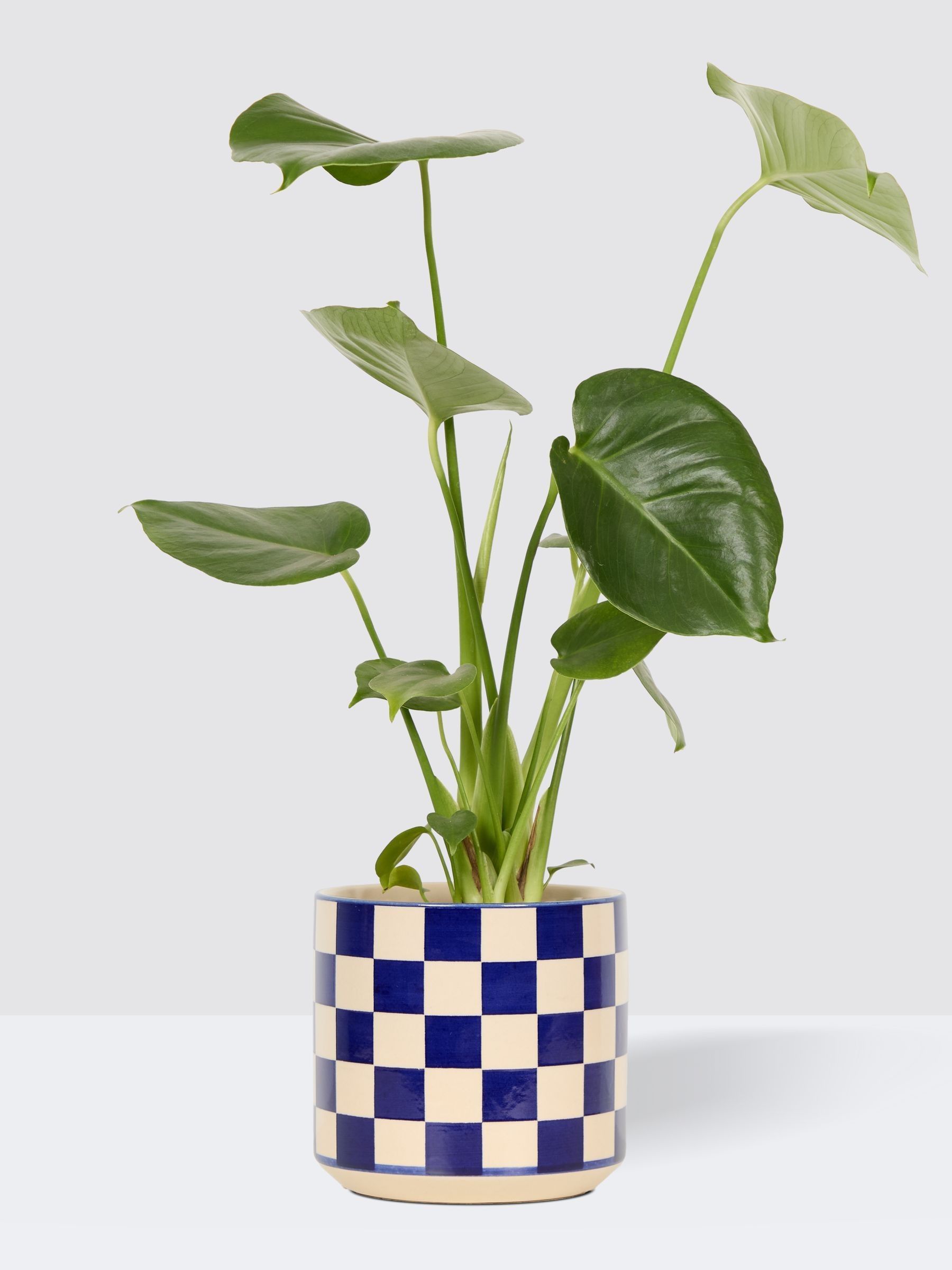 PATCH Cobalt Chaz Monstera Plant In 'Chess' Pot - Image 3 of 4