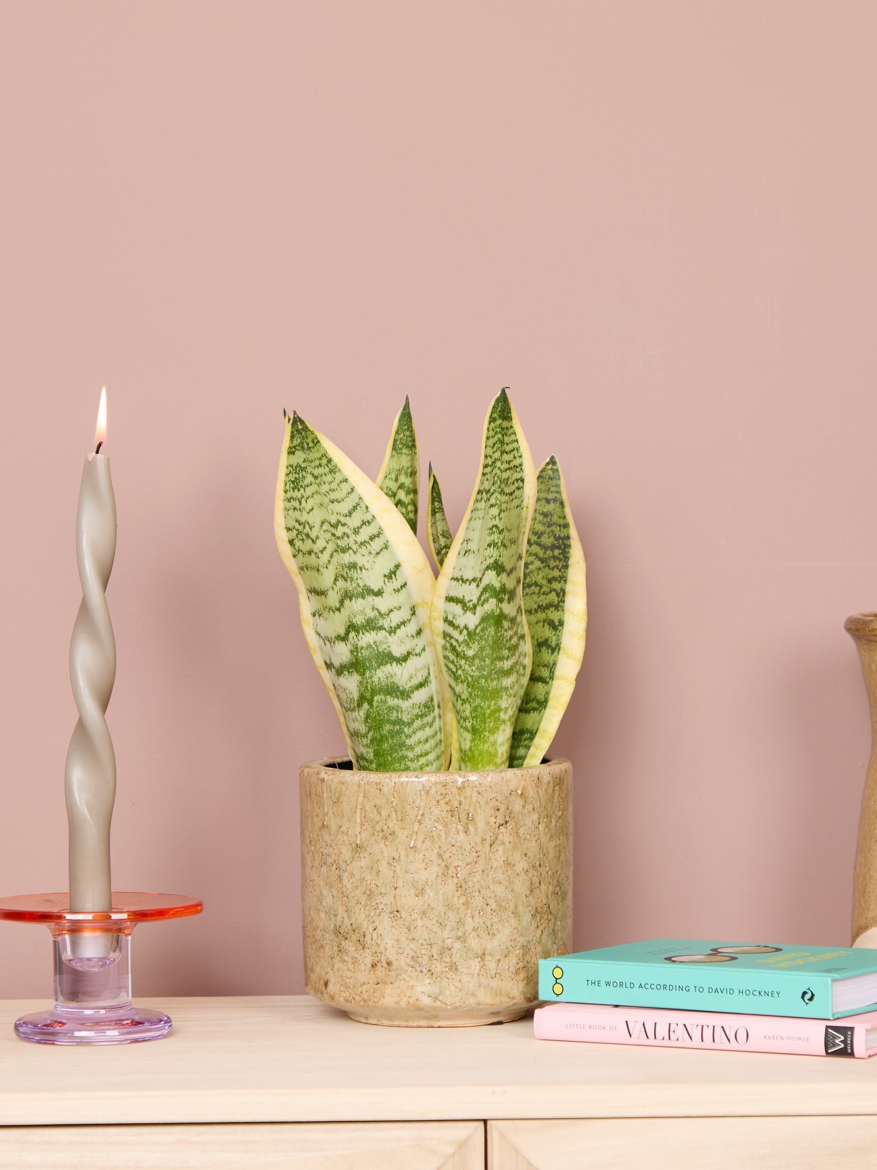 PATCH Stone Susie Snake Plant In Fracture Pot - Image 1 of 4