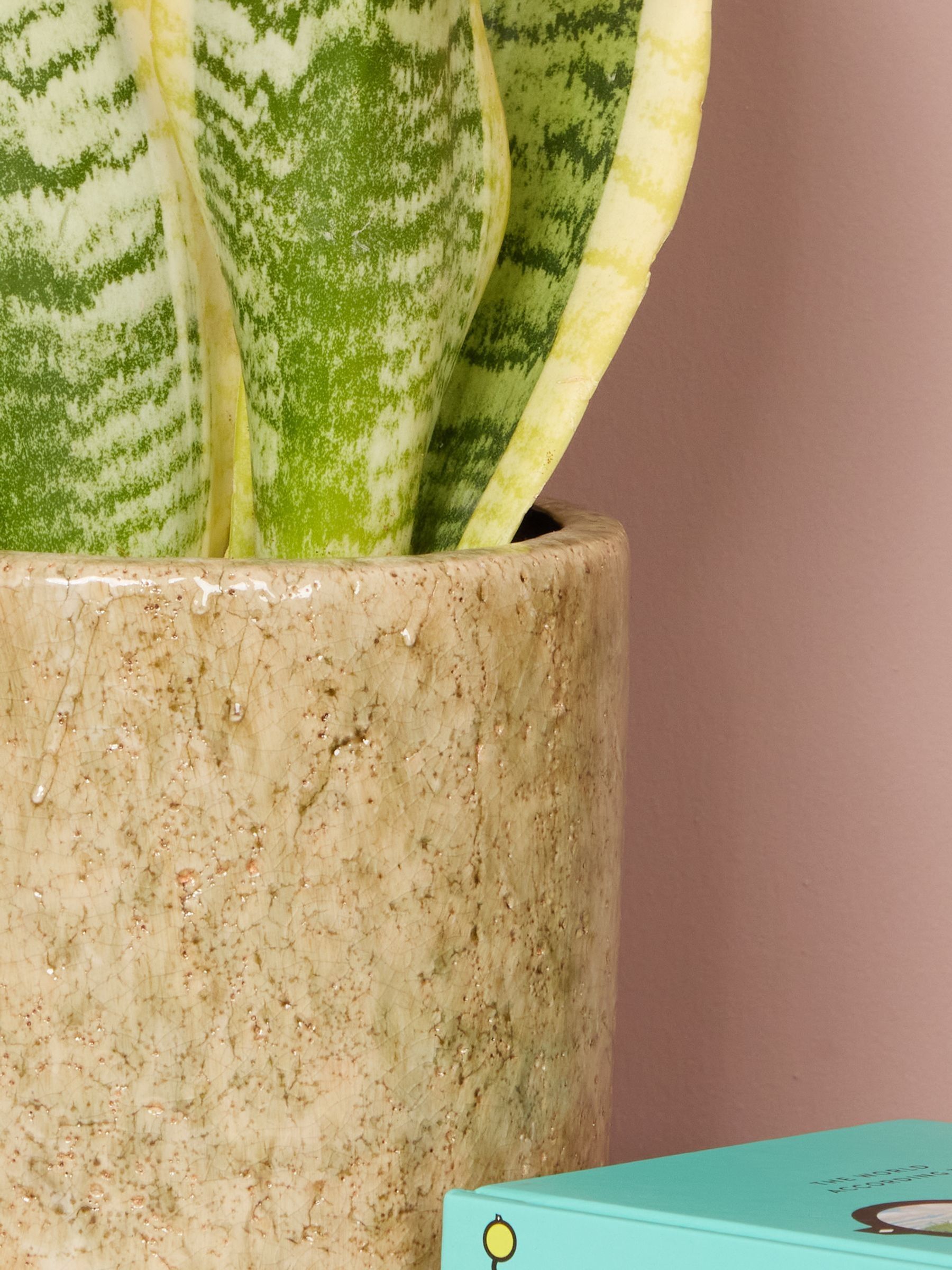 PATCH Stone Susie Snake Plant In Fracture Pot - Image 2 of 4 PATCH Stone Susie Snake Plant In Fracture Pot - Image 2 of 4