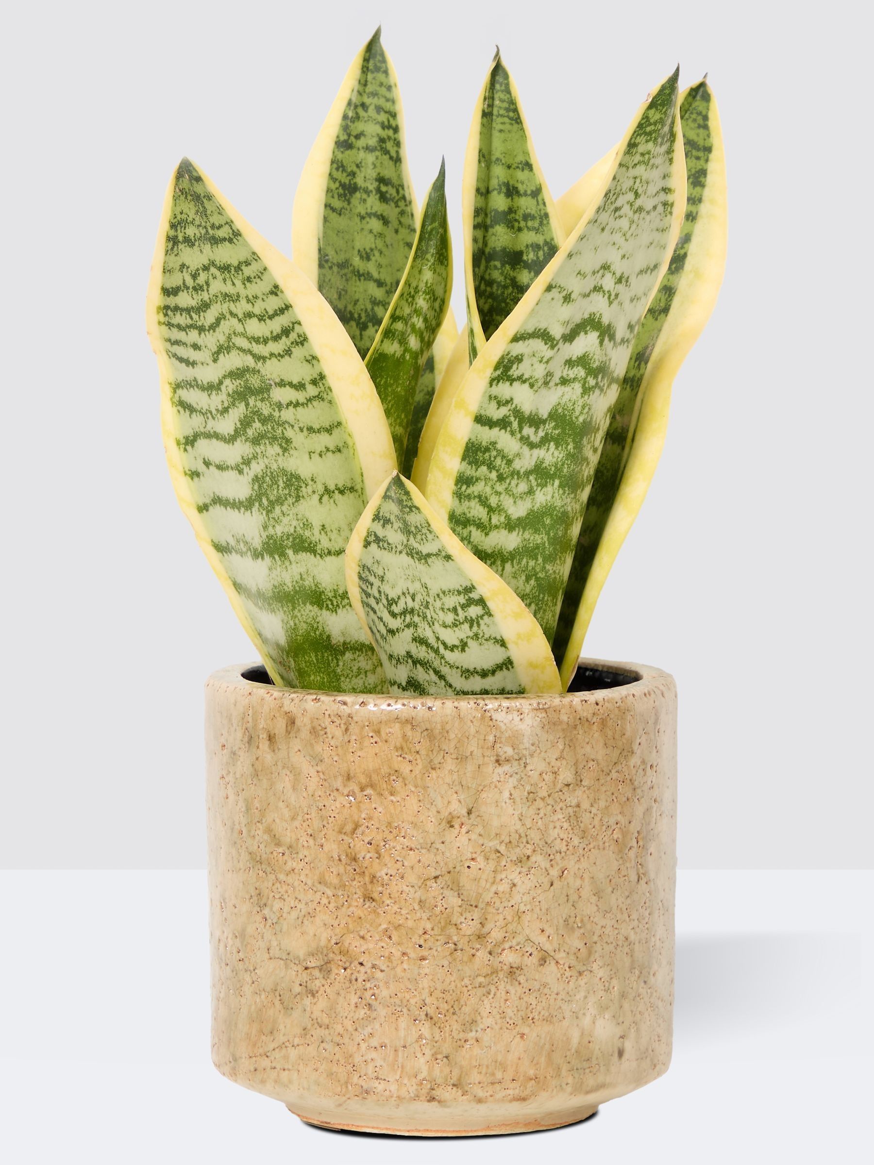 PATCH Stone Susie Snake Plant In Fracture Pot - Image 3 of 4