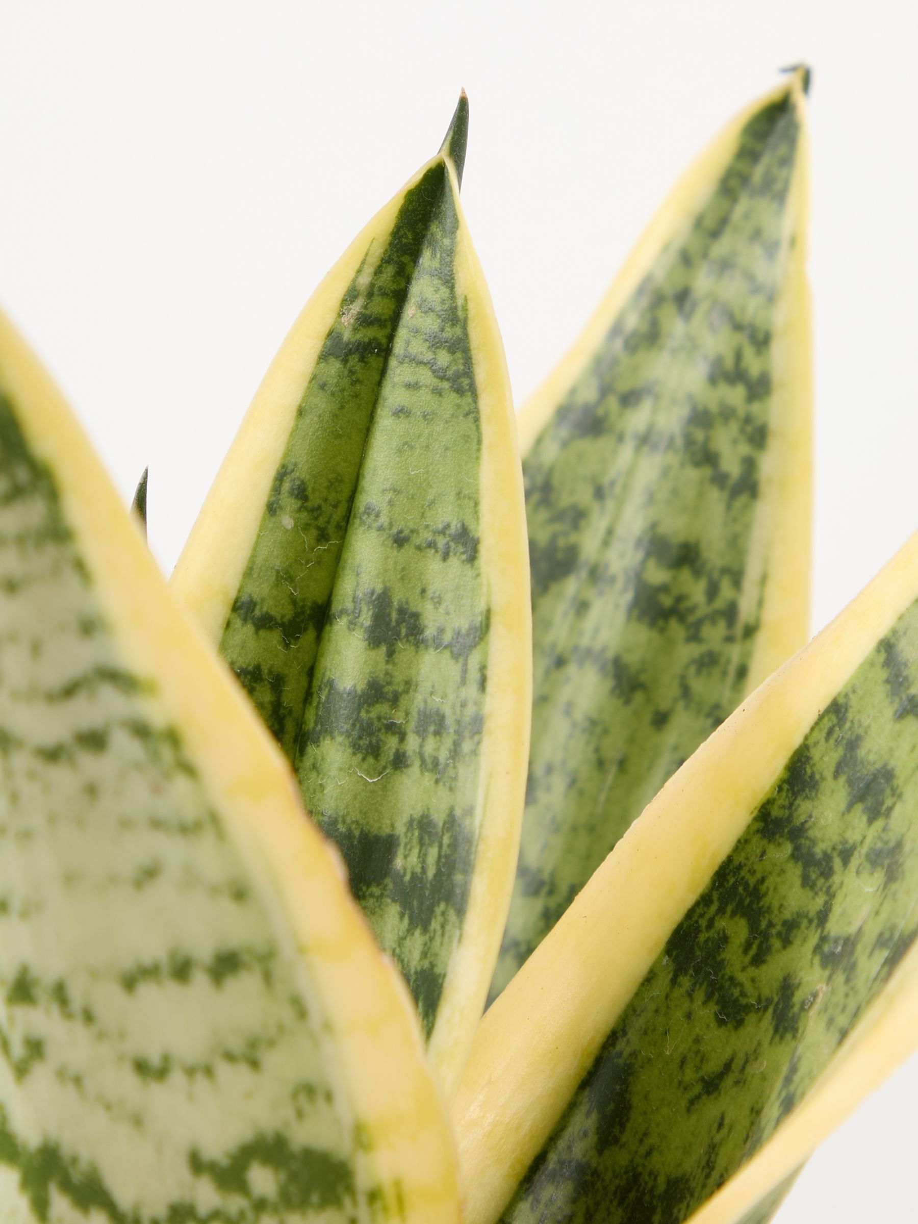 PATCH Stone Susie Snake Plant In Fracture Pot - Image 4 of 4