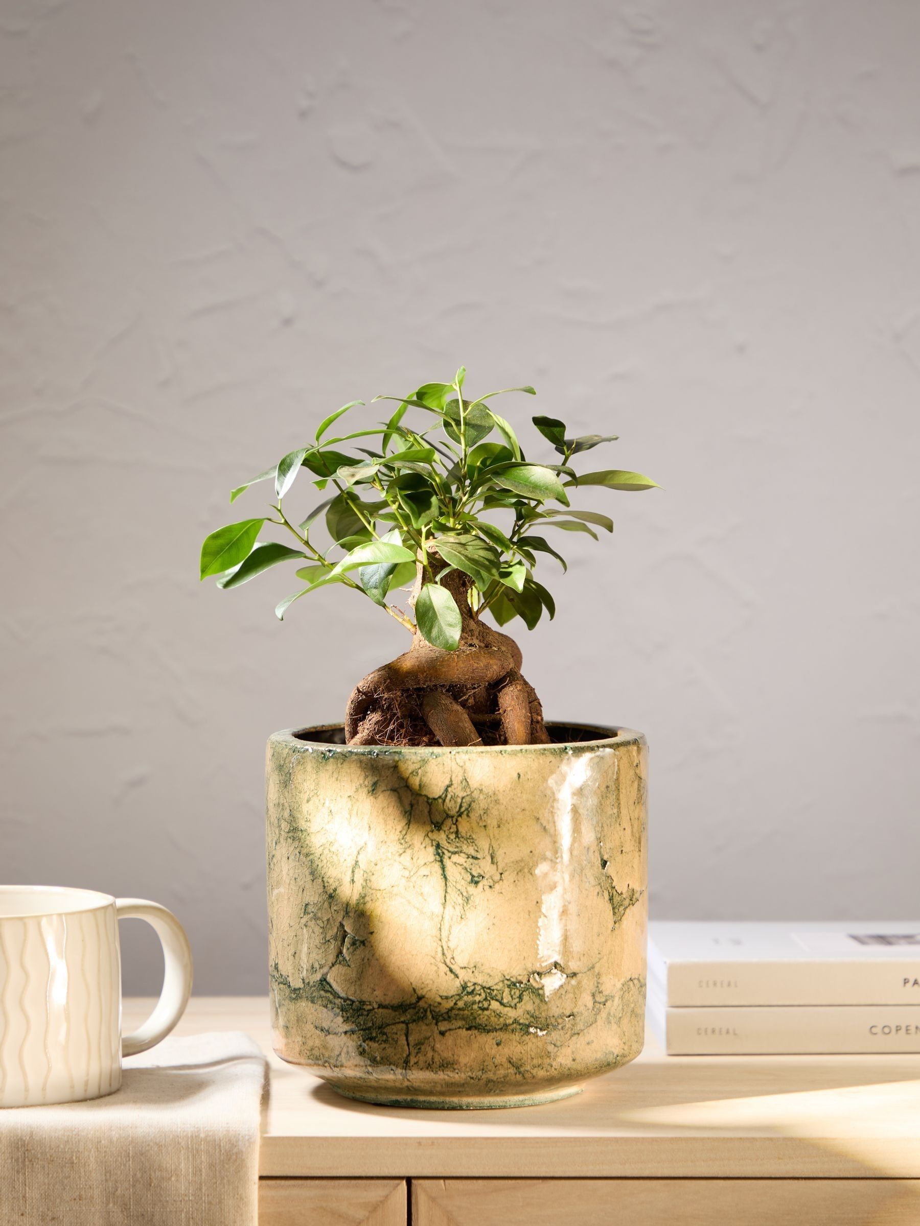 PATCH Green Ginny Ginseng Fig Tree In Fracture Pot - Image 1 of 4 PATCH Green Ginny Ginseng Fig Tree In Fracture Pot - Image 1 of 4