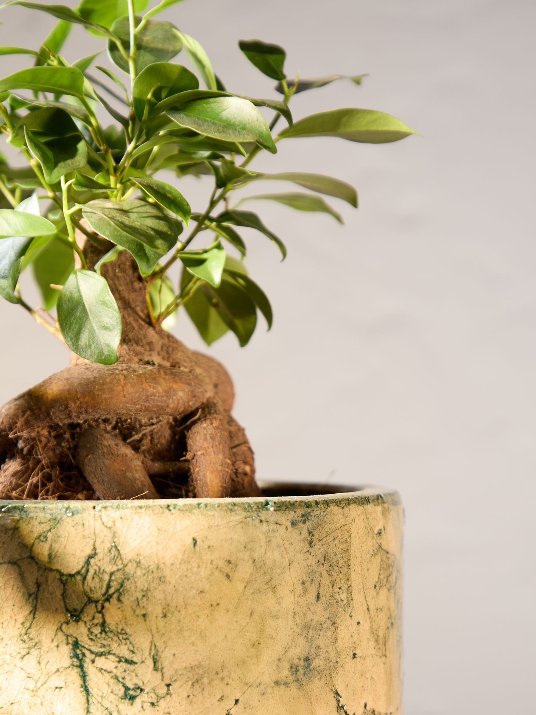 PATCH Green Ginny Ginseng Fig Tree In Fracture Pot - Image 2 of 4