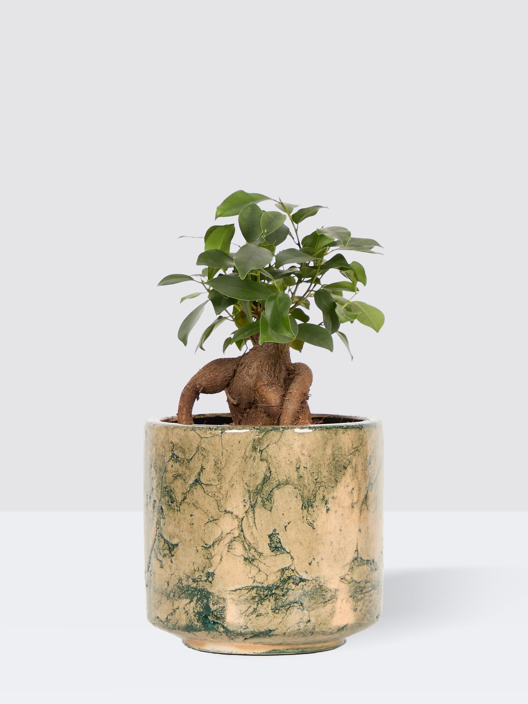 PATCH Green Ginny Ginseng Fig Tree In Fracture Pot - Image 3 of 4
