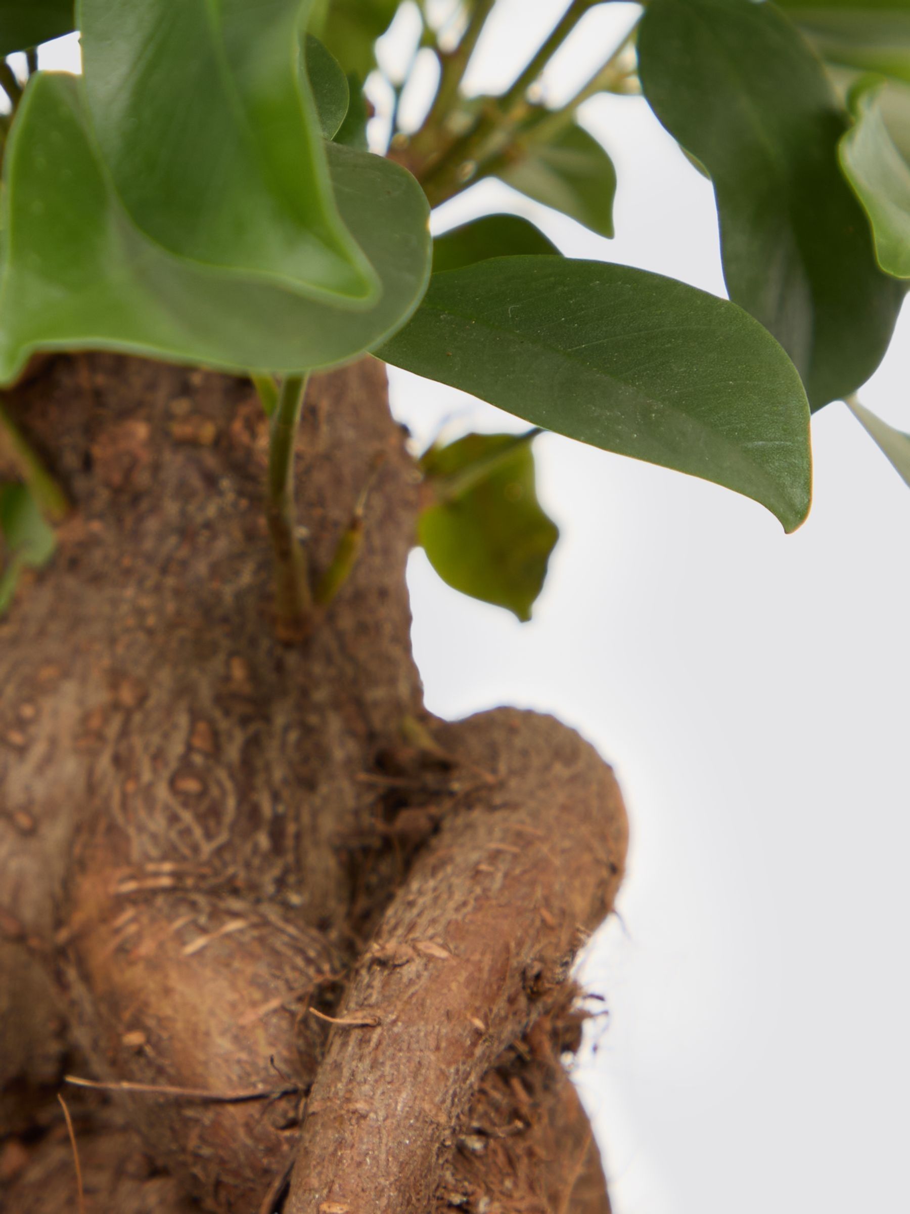 PATCH Green Ginny Ginseng Fig Tree In Fracture Pot - Image 4 of 4 PATCH Green Ginny Ginseng Fig Tree In Fracture Pot - Image 4 of 4