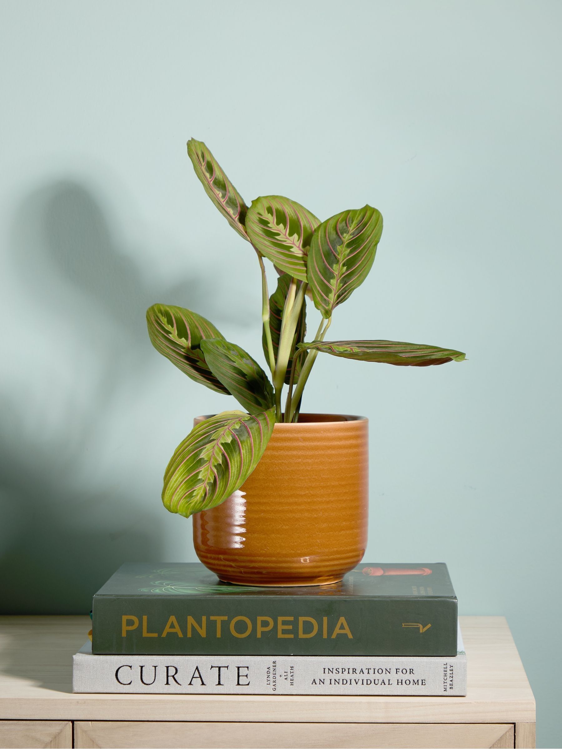 PATCH Rust Jane Prayer Plant In Ceramic Glazed Pot - Image 1 of 4