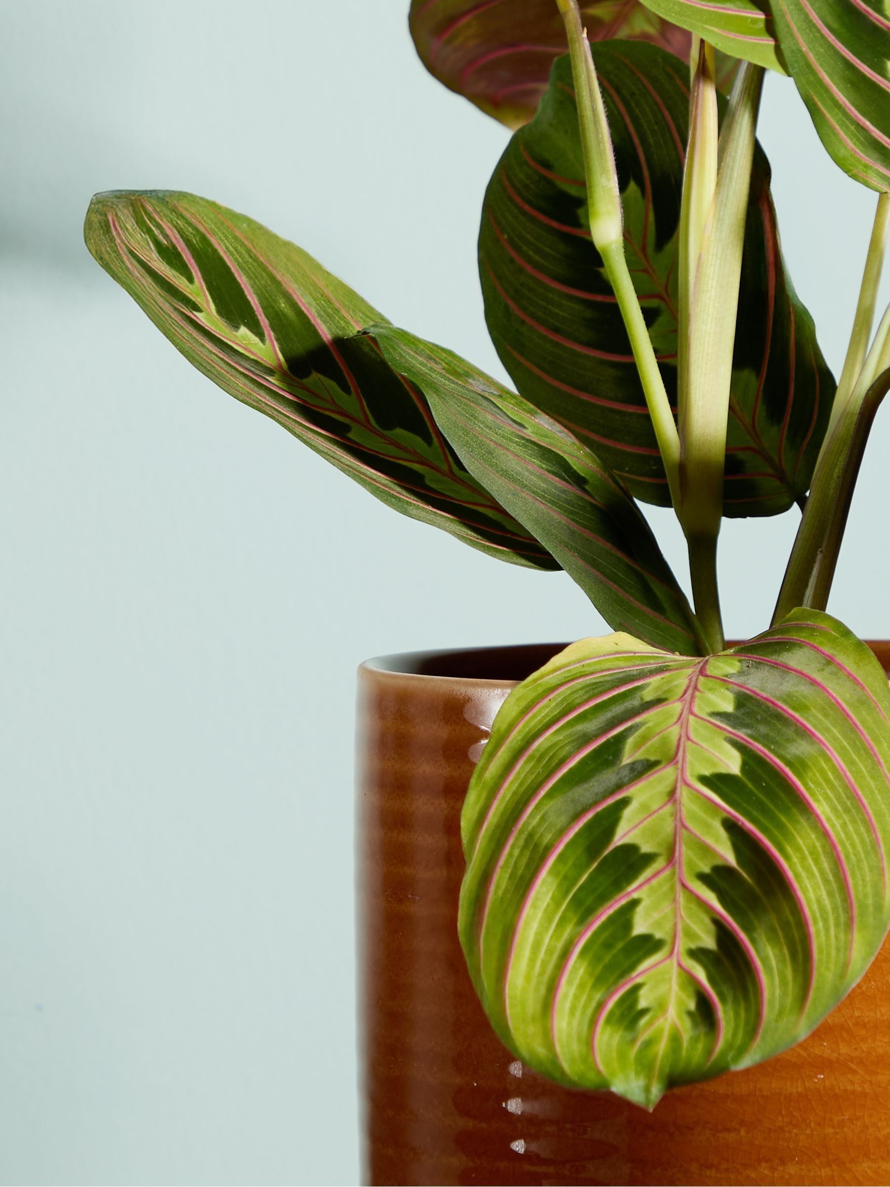 PATCH Rust Jane Prayer Plant In Ceramic Glazed Pot - Image 2 of 4