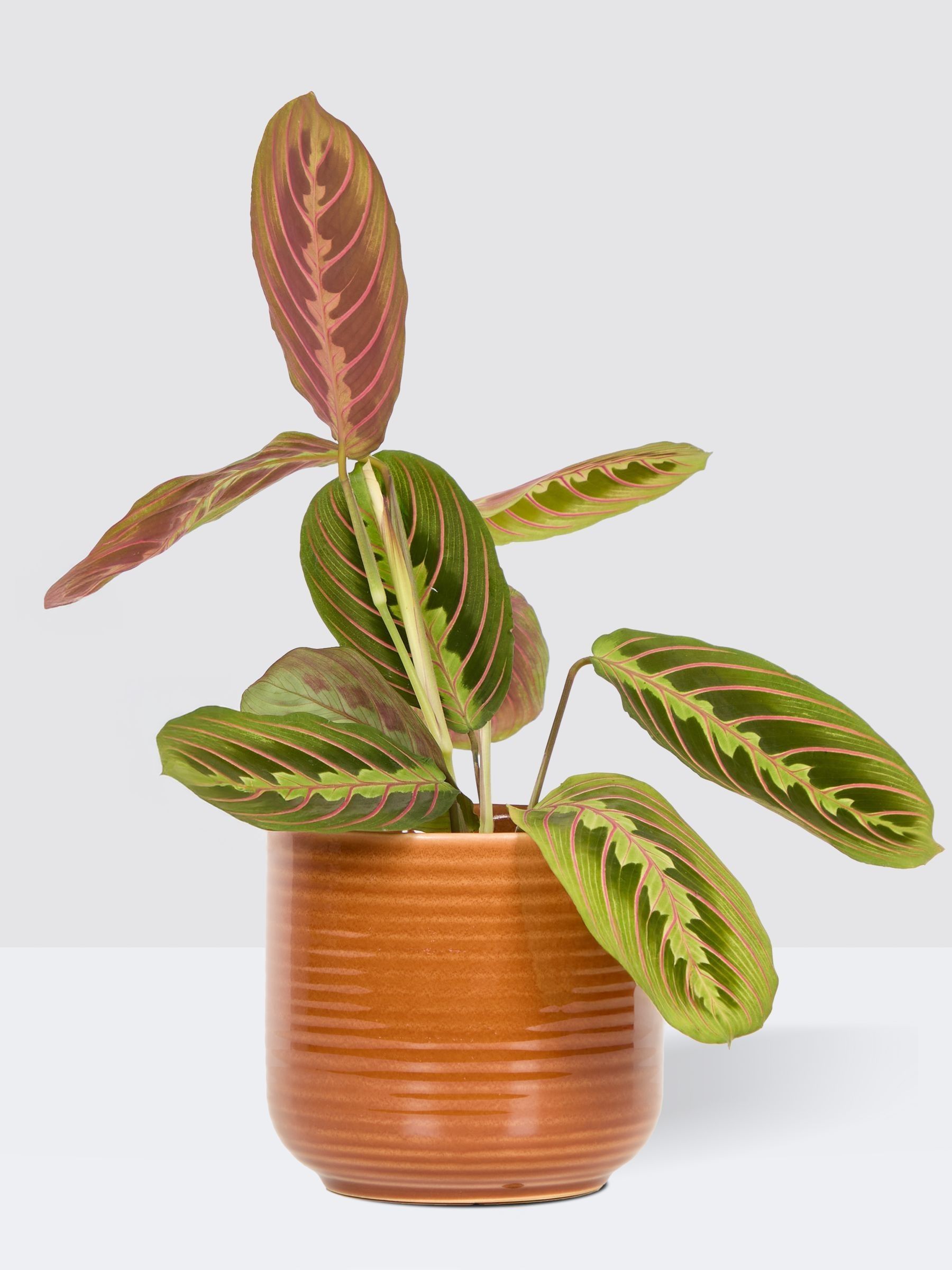 PATCH Rust Jane Prayer Plant In Ceramic Glazed Pot - Image 3 of 4