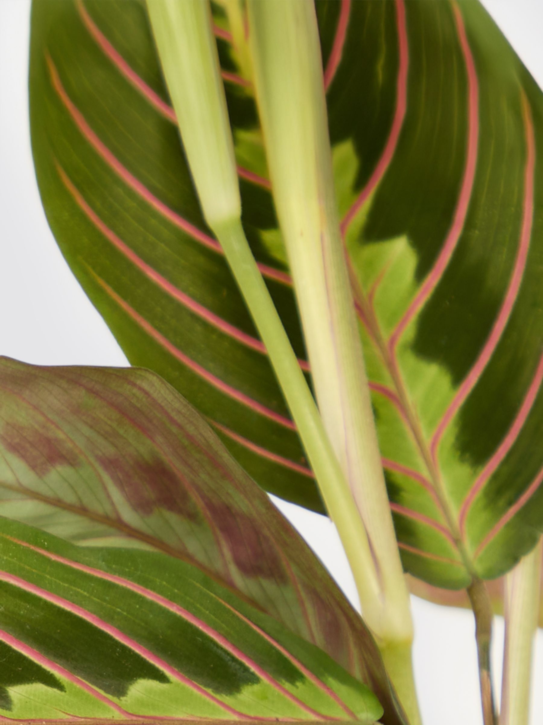 PATCH Rust Jane Prayer Plant In Ceramic Glazed Pot - Image 4 of 4