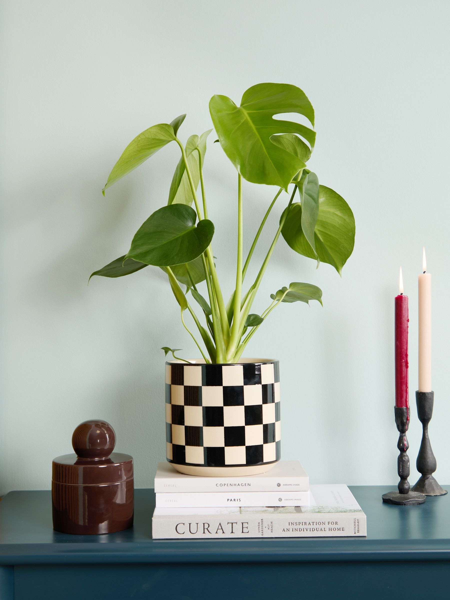 PATCH Black Chaz Monstera Plant In 'Chess' Pot - Image 1 of 4
