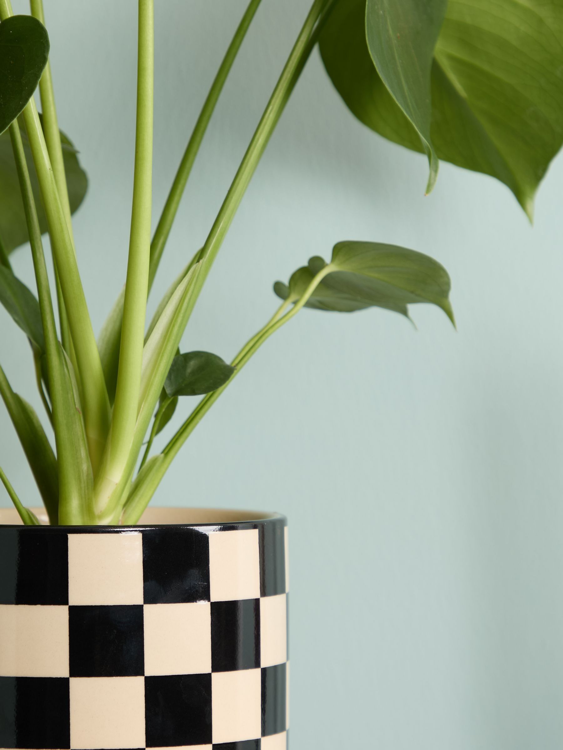 PATCH Black Chaz Monstera Plant In 'Chess' Pot - Image 2 of 4