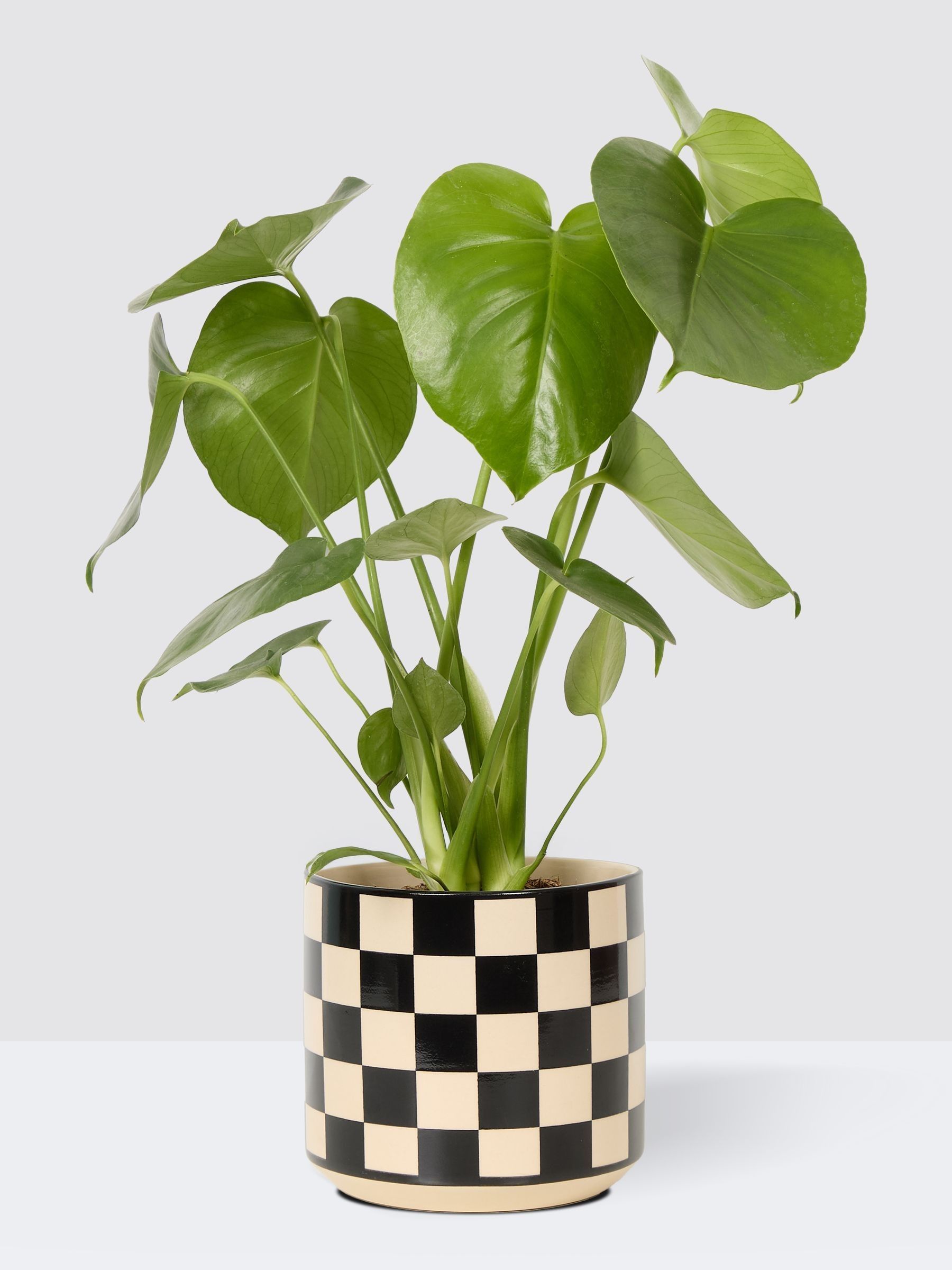 PATCH Black Chaz Monstera Plant In 'Chess' Pot - Image 3 of 4