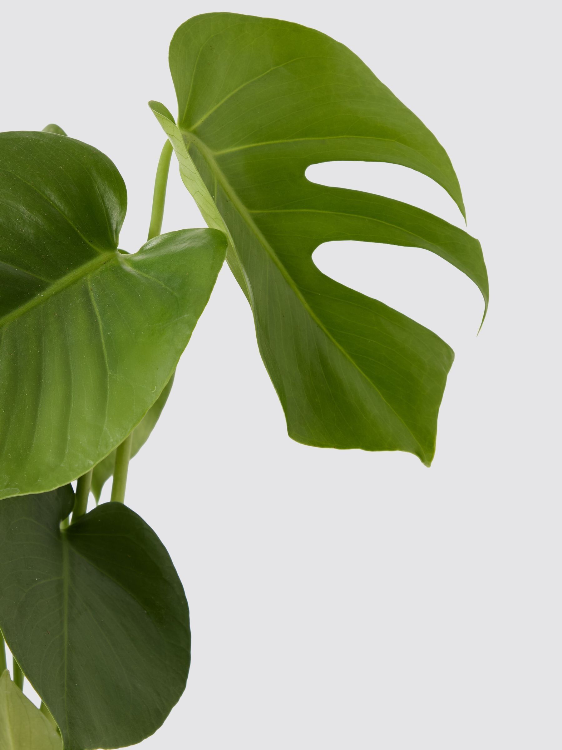 PATCH Black Chaz Monstera Plant In 'Chess' Pot - Image 4 of 4