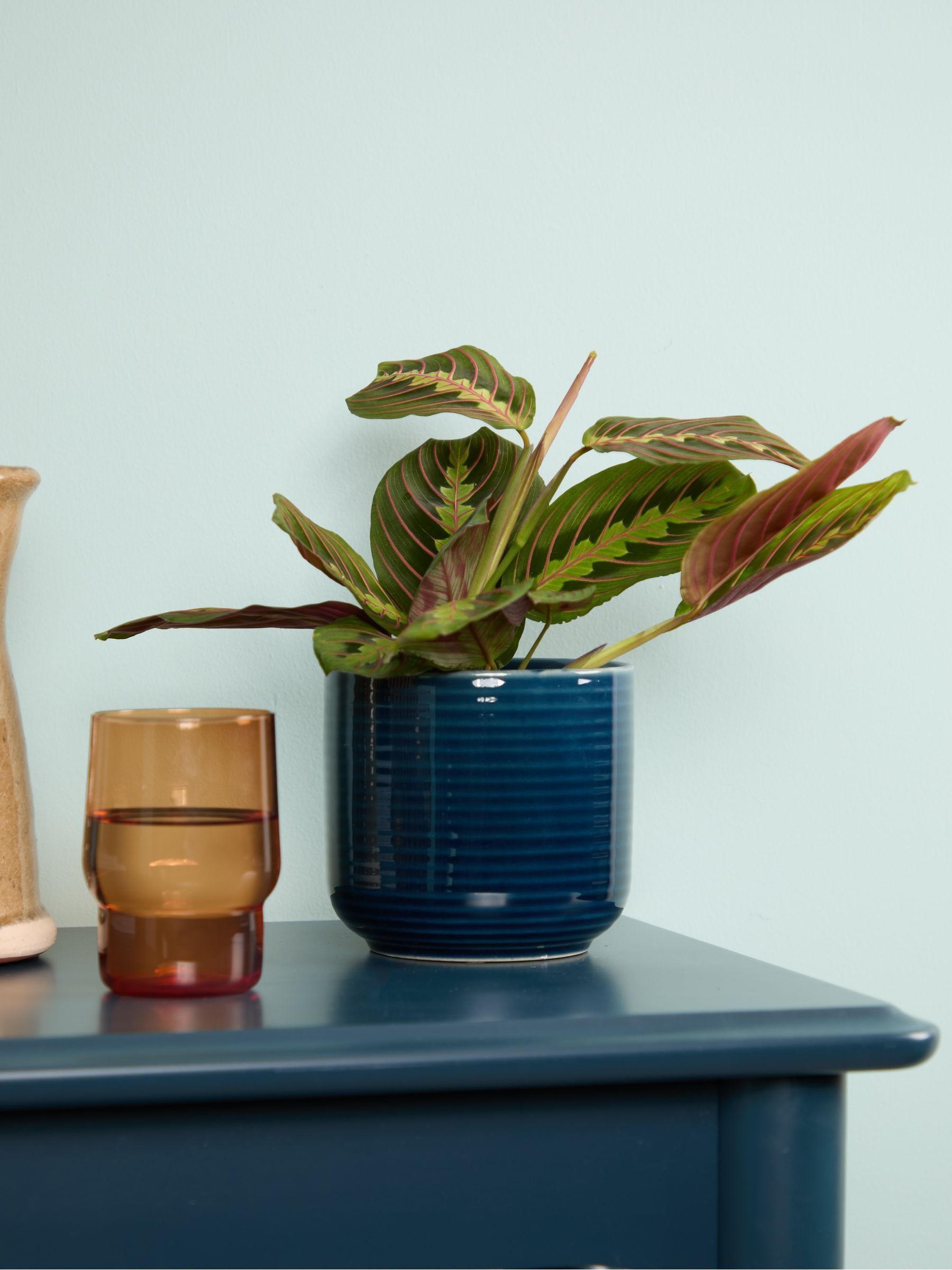 PATCH Blue Jane Prayer Plant In Ceramic Glazed Pot - Image 1 of 4