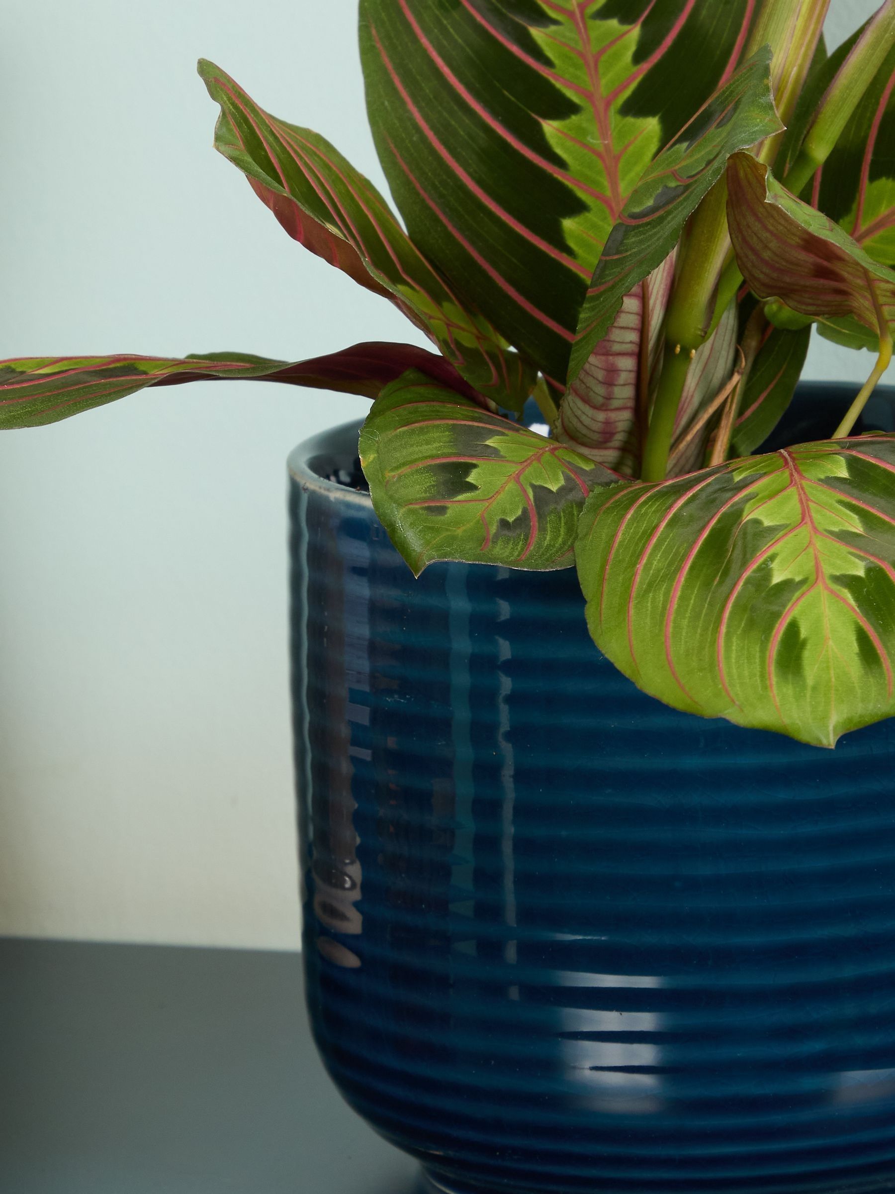 PATCH Blue Jane Prayer Plant In Ceramic Glazed Pot - Image 2 of 4